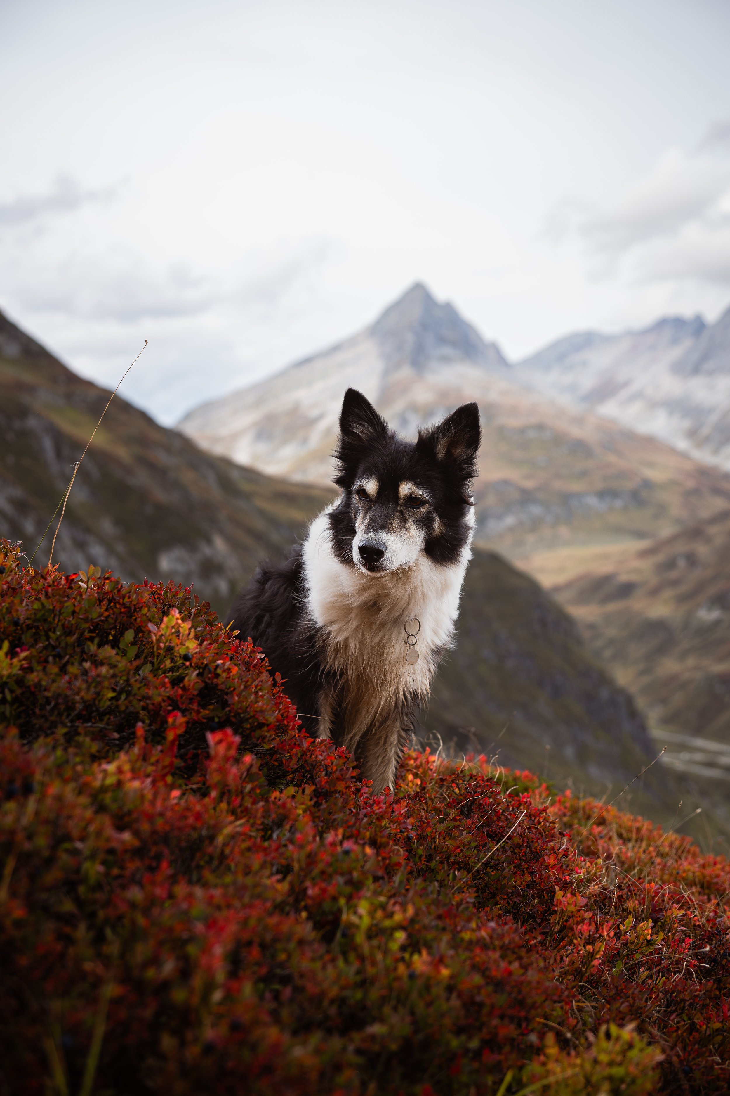 Ein Hund mit schwarzem und weißem Fell in einer Berglandschaft mit roten Sträuchern im Vordergrund und hohen Bergen im Hintergrund.