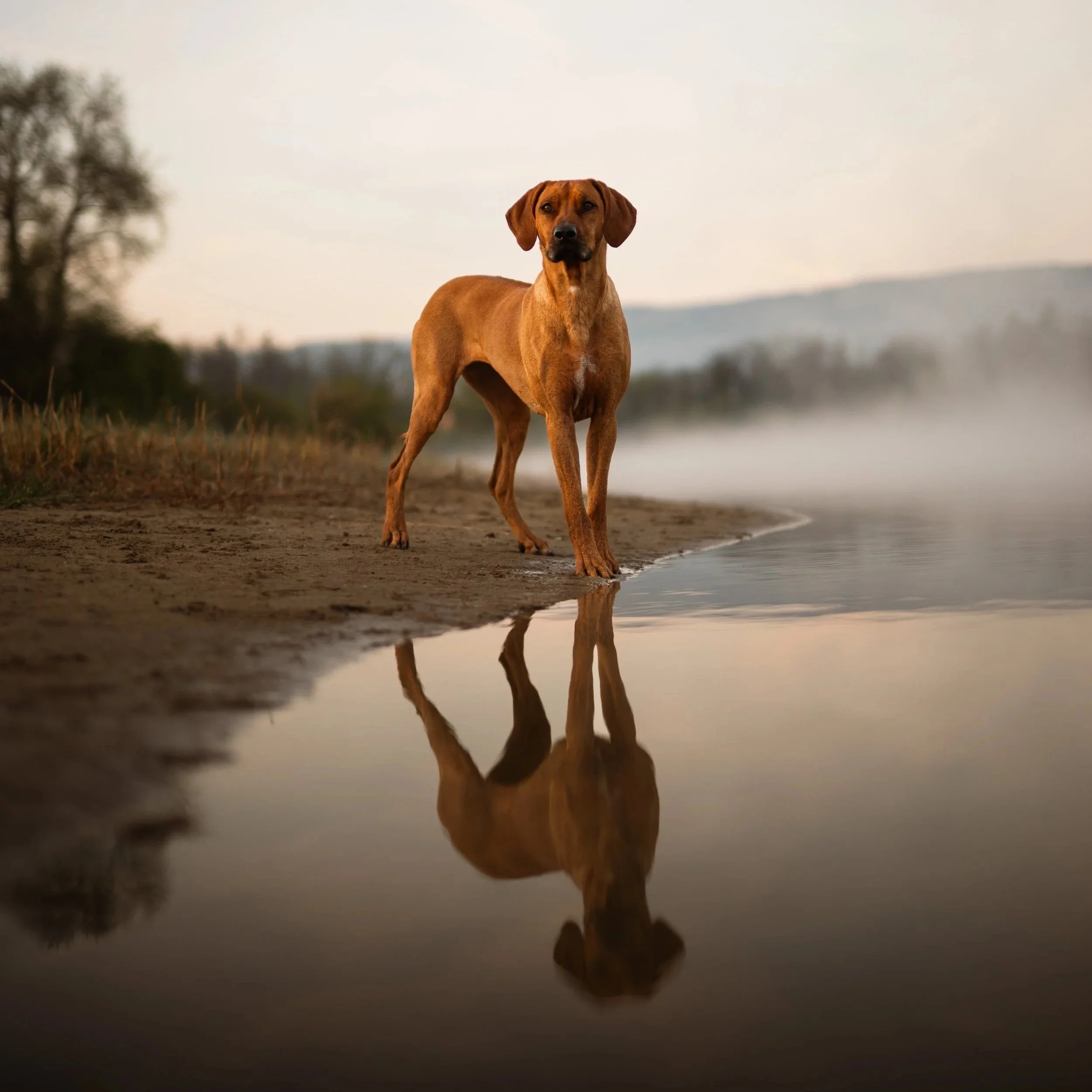 Ein brauner Hund steht am Ufer eines Sees oder Flusses, dessen Wasser eine Spiegelung des Hundes zeigt. Im Hintergrund sind Bäume und hügelartige Landschaften zu erkennen, bei mäßigem Licht, wahrscheinlich bei Sonnenaufgang oder Sonnenuntergang.