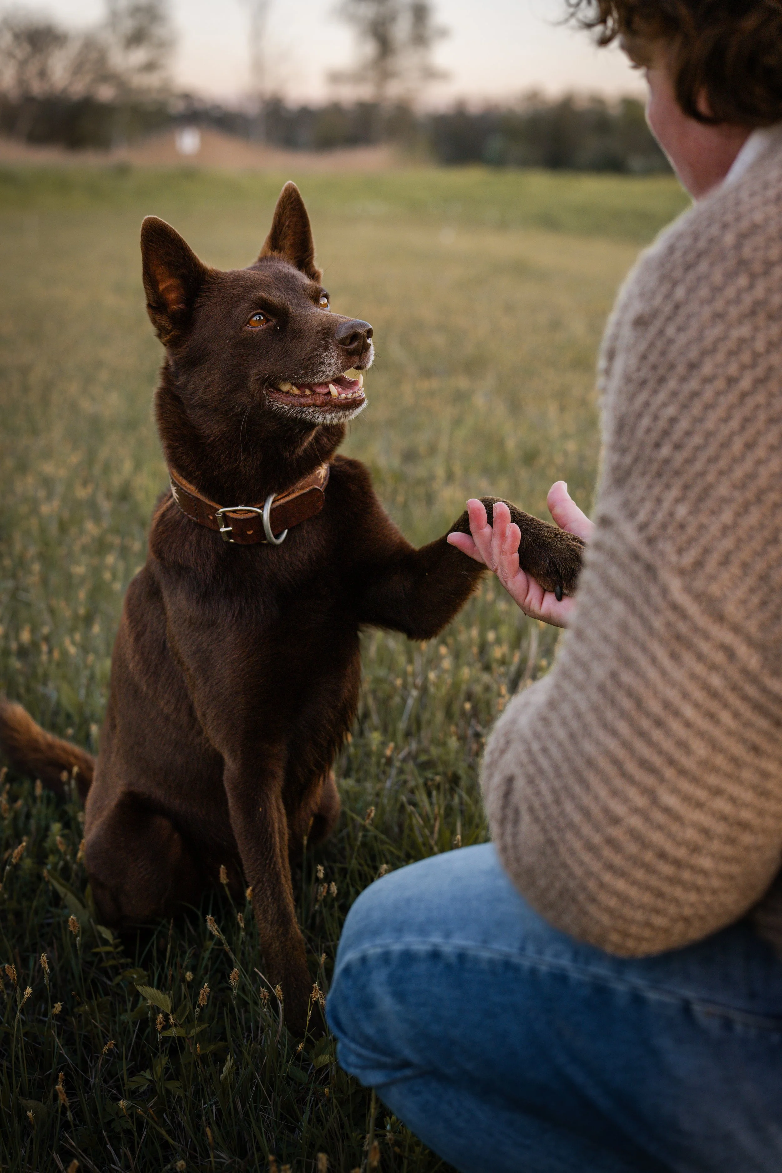 Ein Mensch und ein brauner Hund, der aufrecht sitzt und eine Pfote hochhält, während sie sich im Freien bei Sonnenuntergang begegnen.