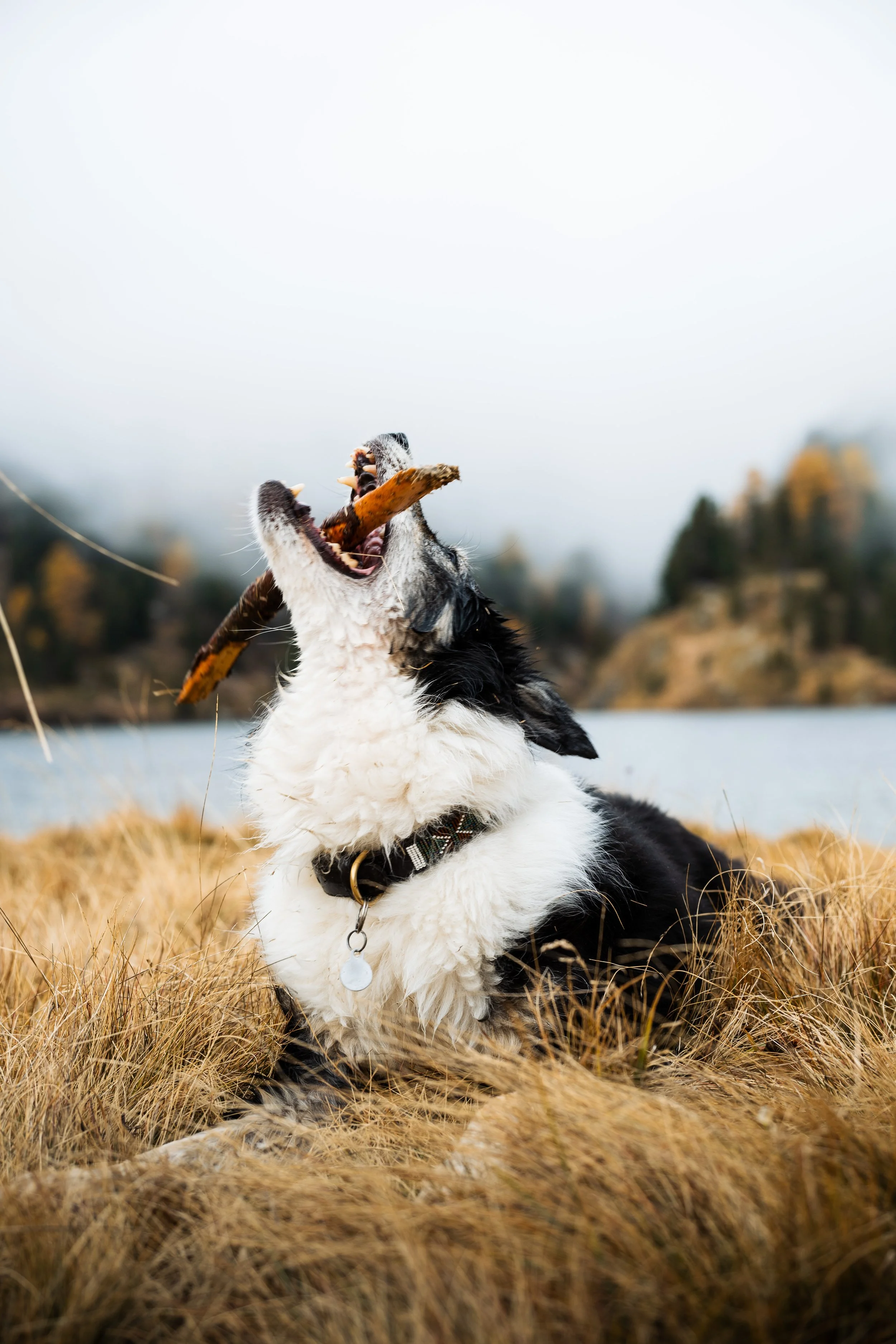 Ein Hund, vermutlich ein Border Collie, liegt im Gras an einem See, beißt in einen Stock und scheint zu spielen.