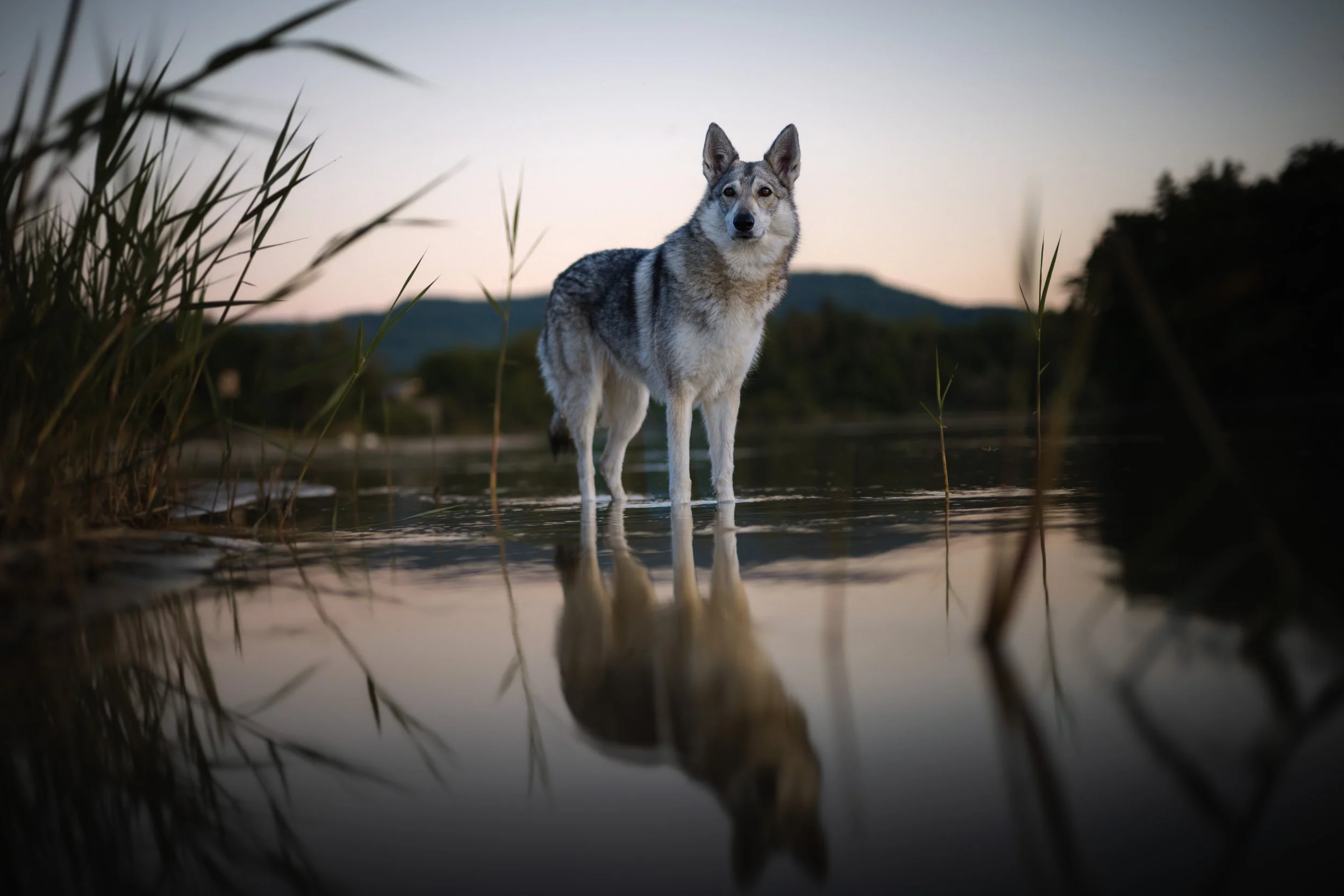 Ein Hund steht im Wasser eines Sees bei Sonnenuntergang, umgeben von Gras und Büschen, mit Bergen im Hintergrund.