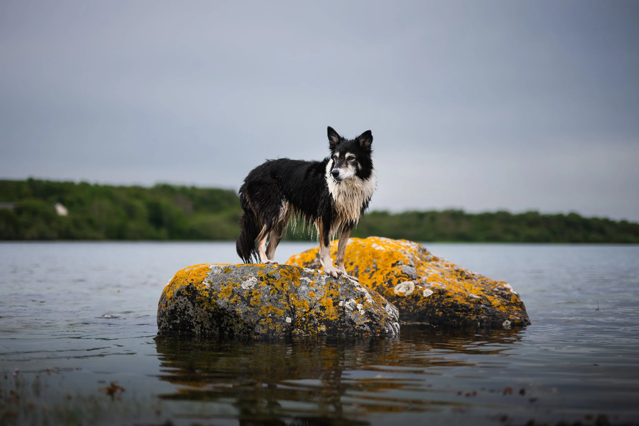 Ein Border Collie steht auf einem moosbedeckten Felsen in einem Gewässer, mit einer bewölkten Himmel im Hintergrund.