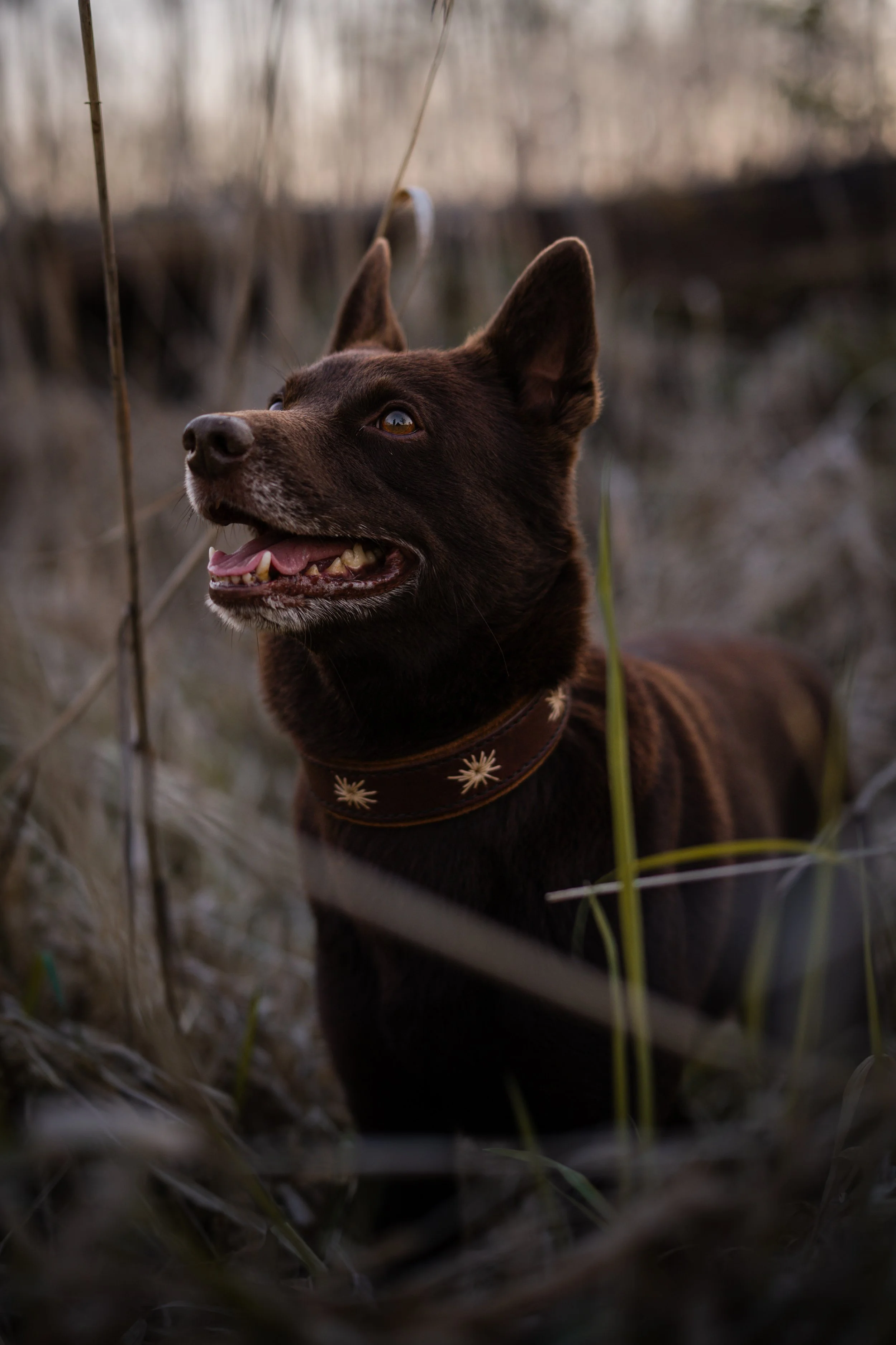 Ein brauner Hund mit spitzen Ohren und floralem Halsband, der im hohen Gras in der Natur45767