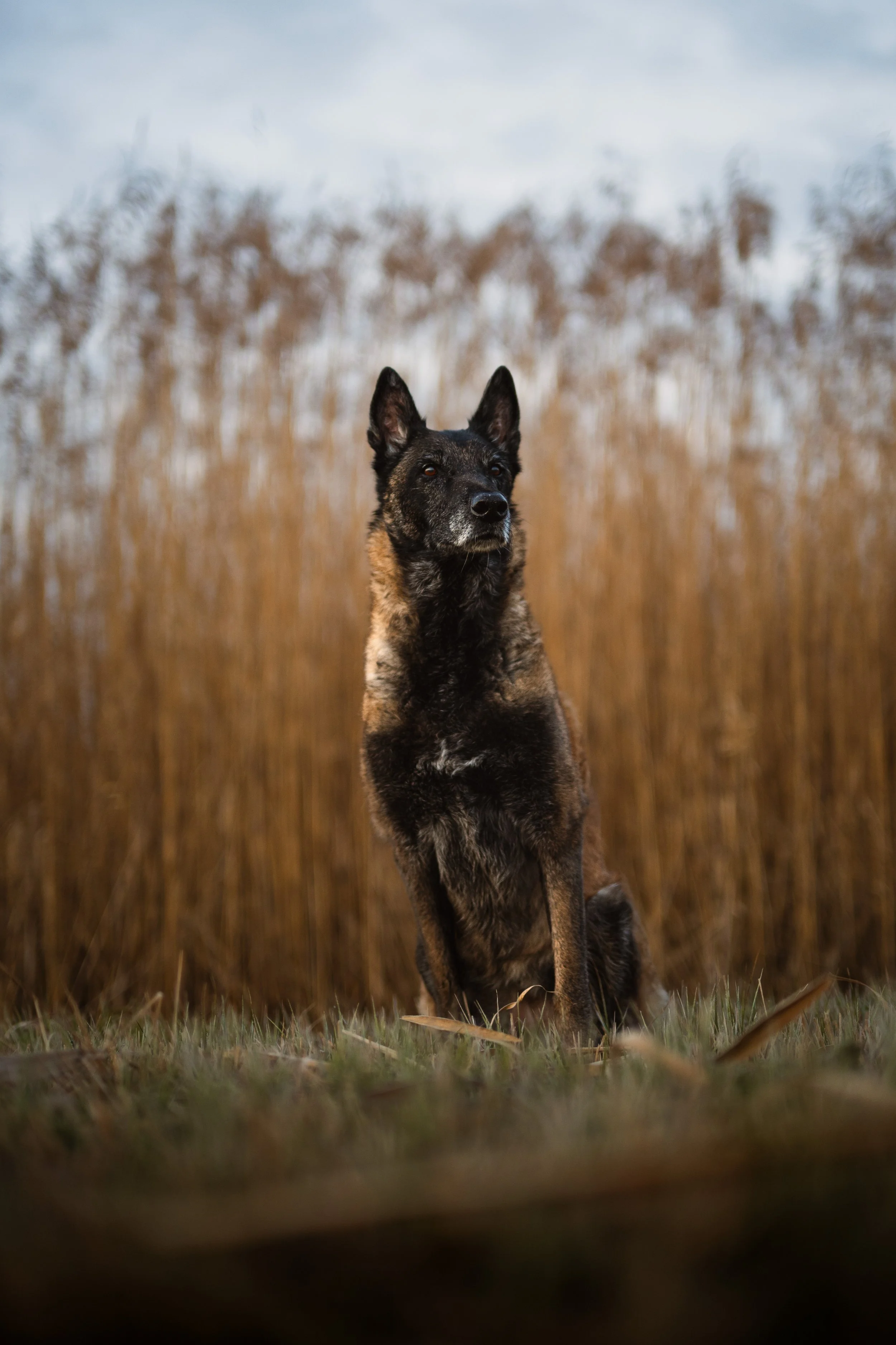 Ein Hund sitzt auf einer Wiese vor einem Feld mit trockenen, hohen Pflanzen, bei bewölktem Himmel.