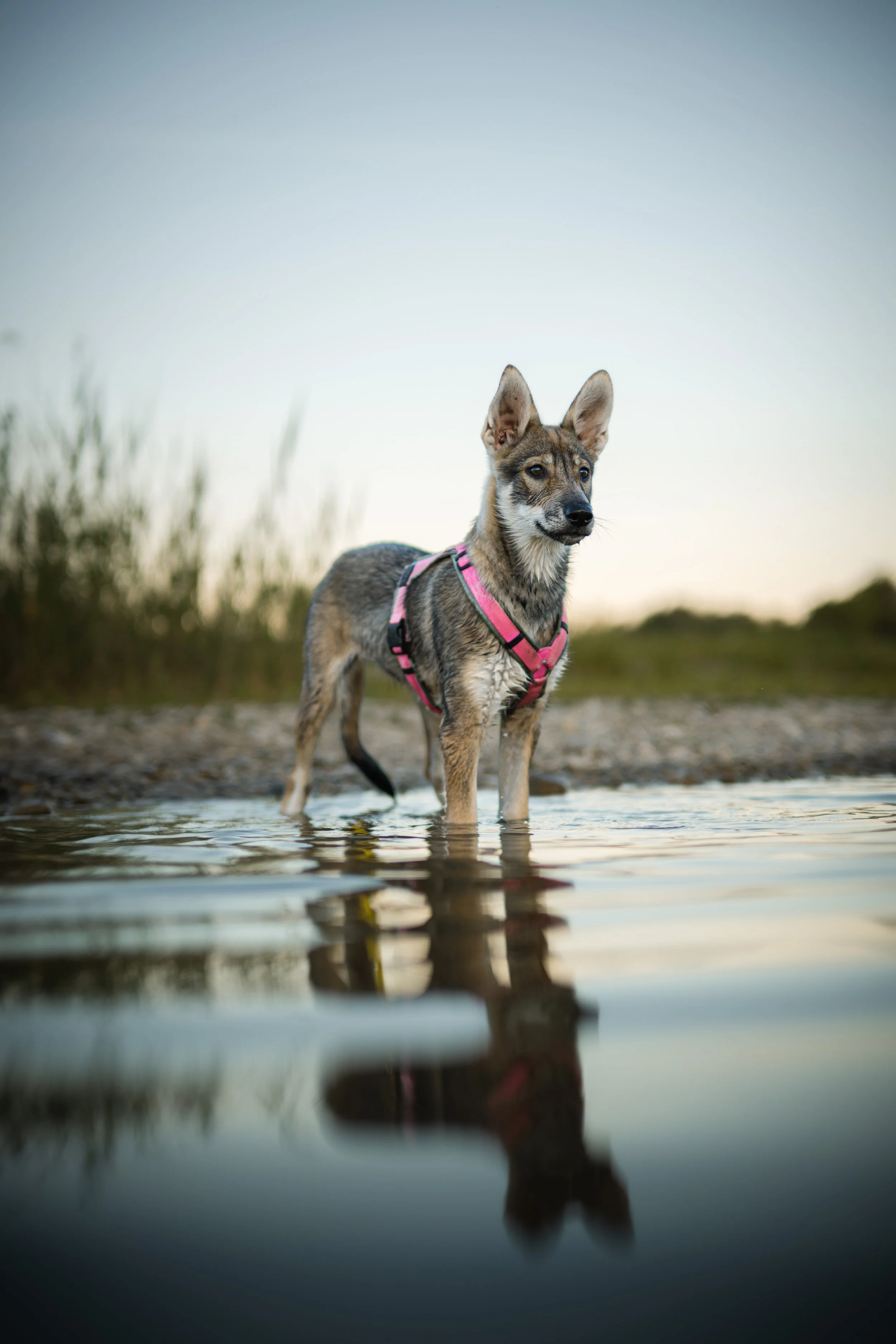 Ein Hund mit rosa Halsband steht in flachem Wasser bei Sonnenuntergang oder -aufgang, mit einer Reflexion im Wasser, umgeben von Gräsern.