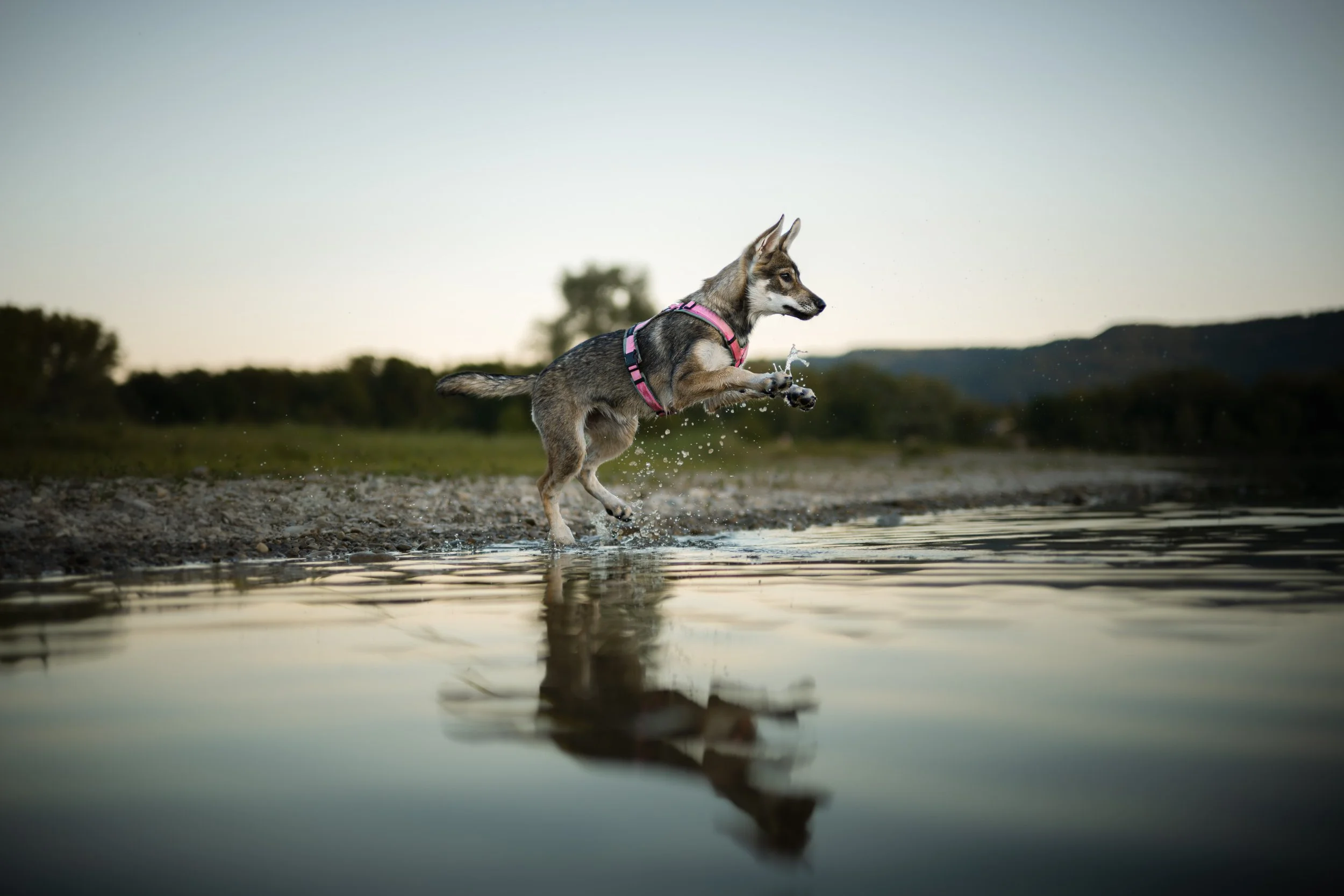 Ein Hund springt in einem Gewässer, der Himmel im Hintergrund ist grau, die Szenerie wirkt ruhig und naturverbunden.