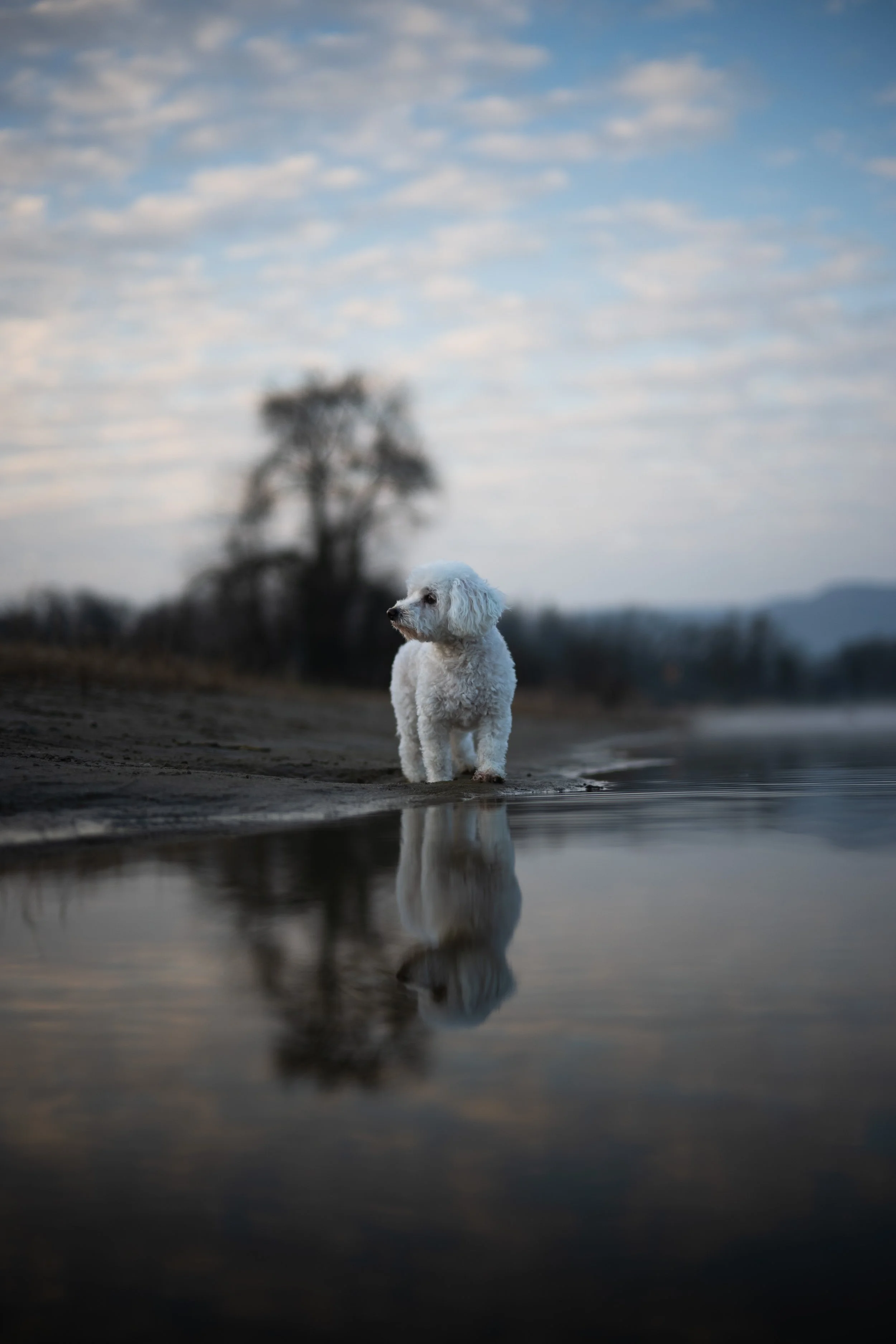 Ein weißer Hund steht am Ufer eines Sees, Blick nach rechts, mit Baum und bewölktem Himmel im Hintergrund, seine Reflexion im Wasser sichtbar.