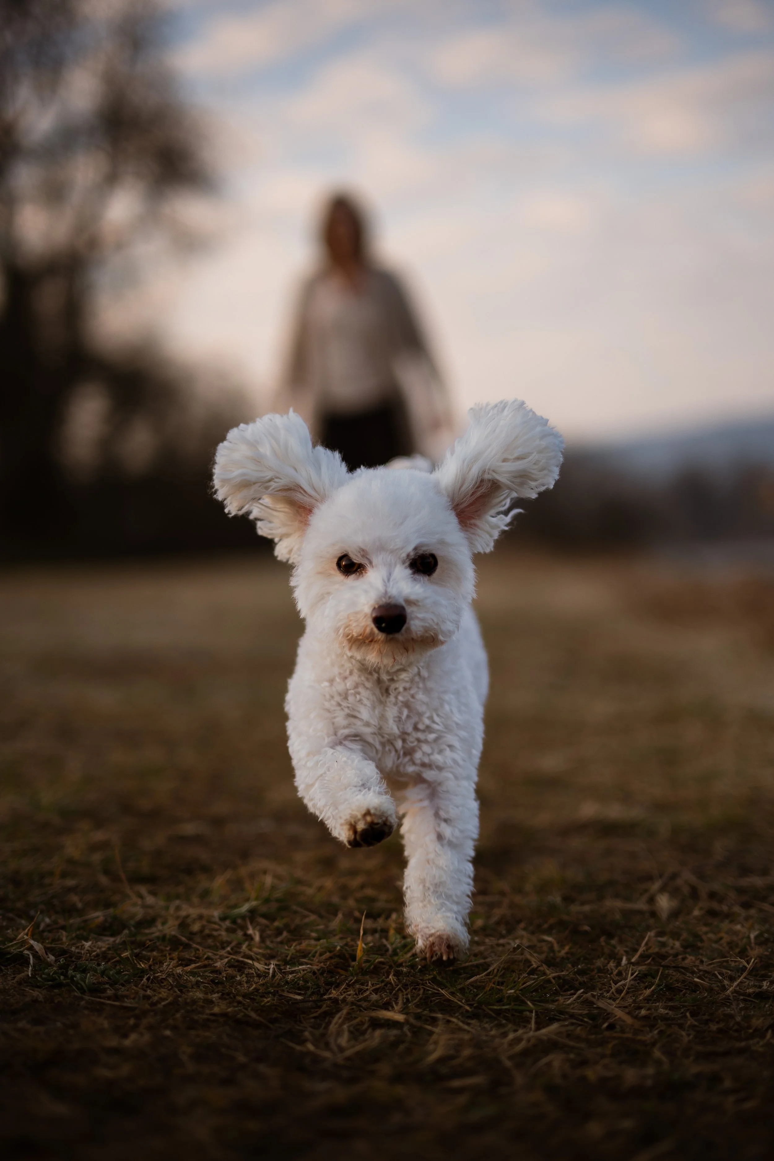Ein weißer Hund läuft auf einer Wiese, im Hintergrund ist eine Person, wahrscheinlich eine Frau, bei Sonnenuntergang oder Sonnenaufgang.