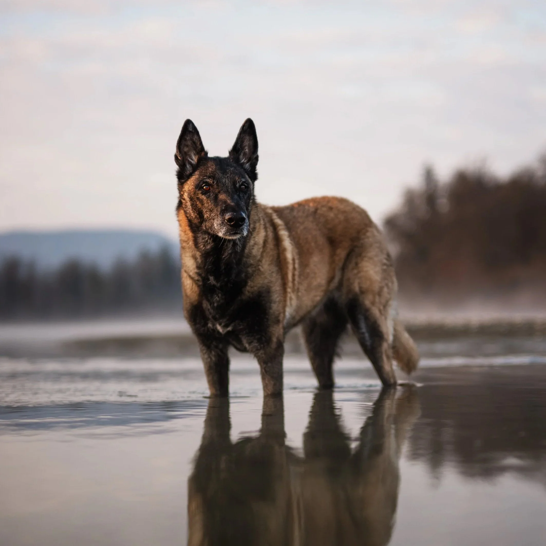 Ein Hund, vermutlich ein Schäferhund, steht im Wasser am Ufer, mit einem bewölkten Himmel im Hintergrund.
