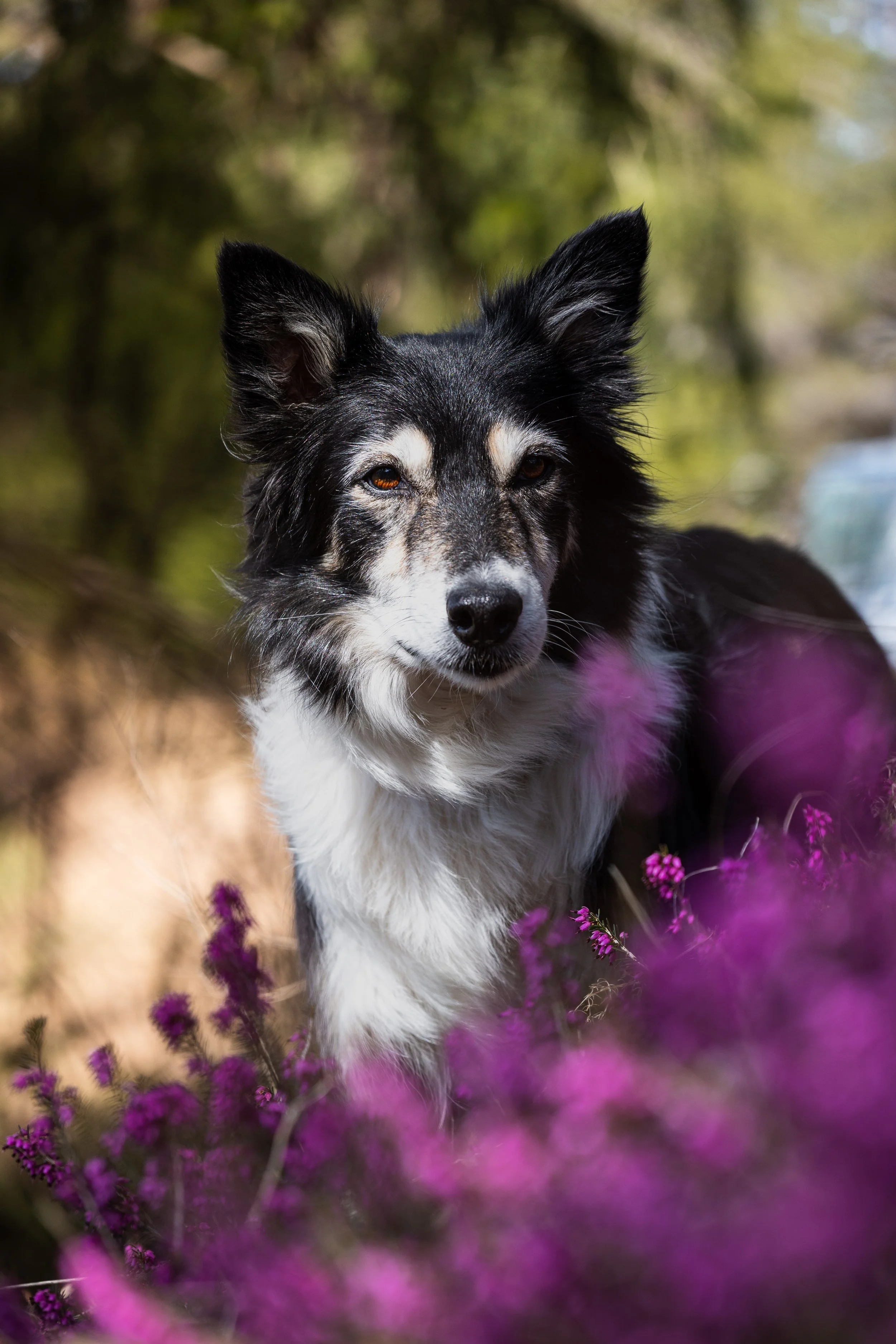Ein Hund mit schwarz-weißer Färbung steht zwischen lila Blumen im Freien, im Hintergrund sind Bäume und ein Wasserfall.