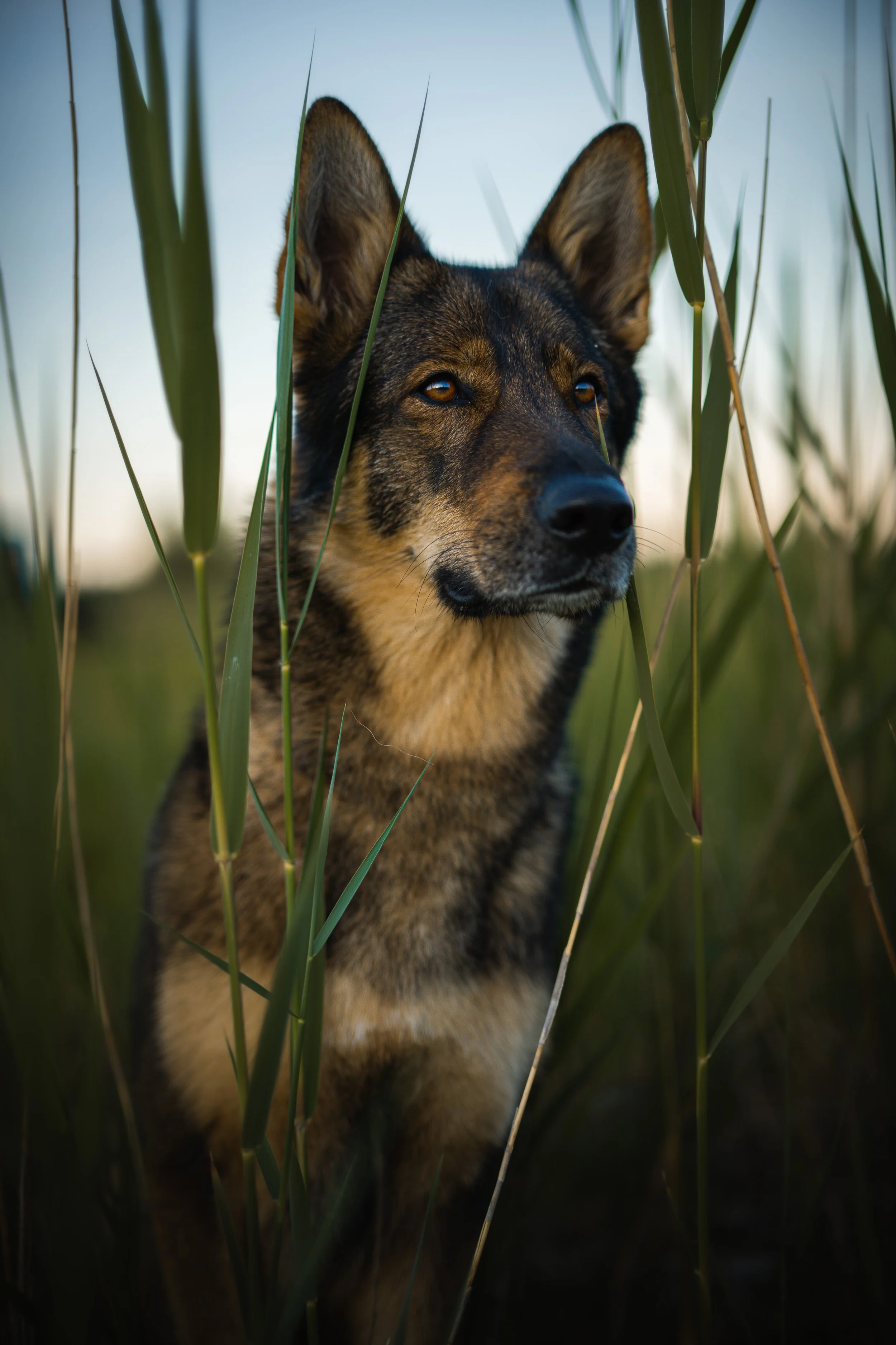 Ein Hund, möglicherweise ein Deutscher Schäferhund, versteckt zwischen hohen Gräsern, blickt aufmerksam nach vorne, im Freien bei Sonnenuntergang oder Sonnenaufgang.
