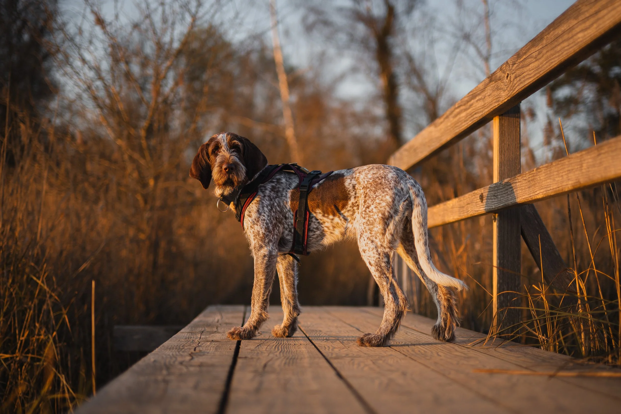 Ein Hund auf einem Holzsteg bei Sonnenuntergang, umgeben von Bäumen.