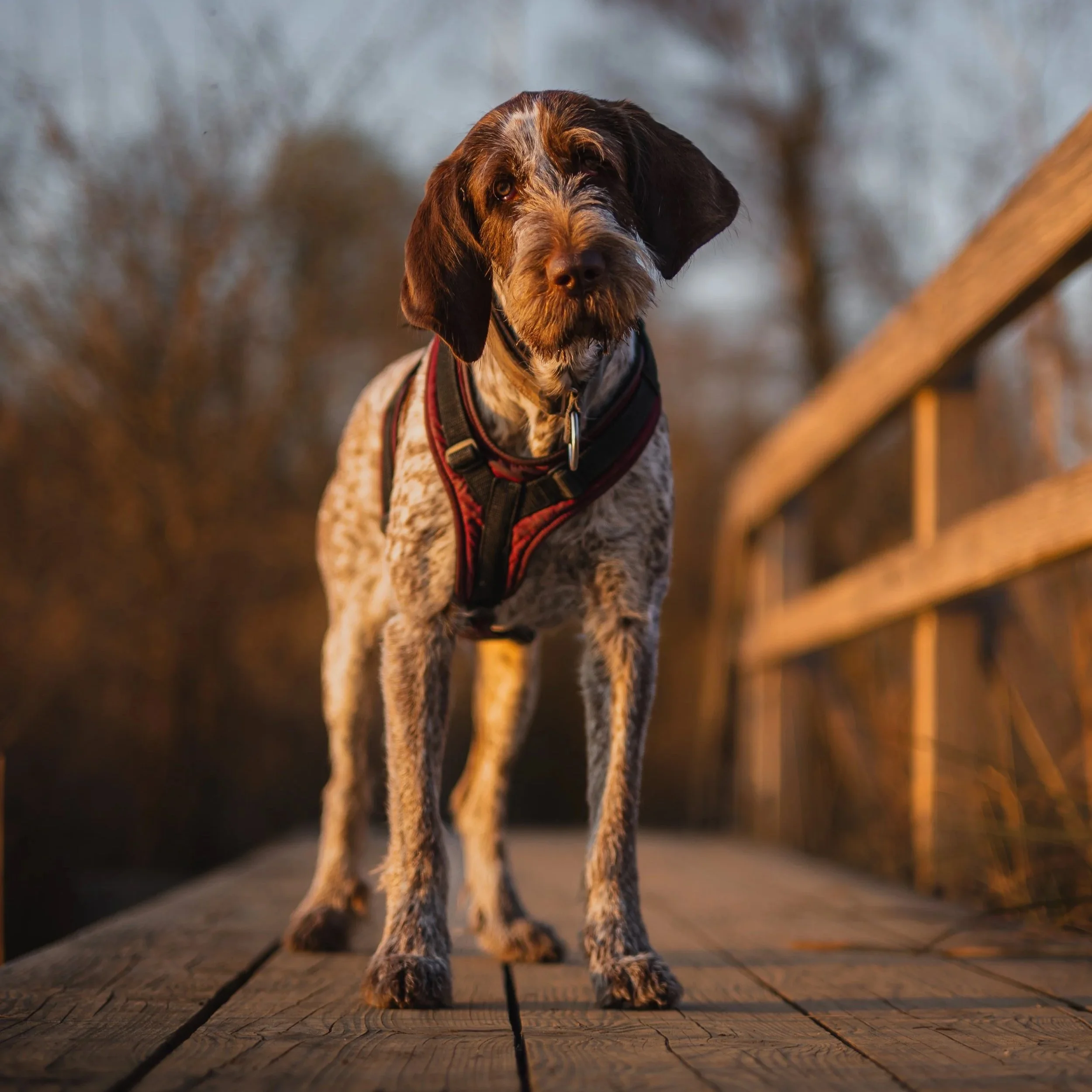 Ein brauner Hund mit weißem Fell m ist auf einer hölzernen Plattform. Es trägt ein schwarzes Geschirr und schaut aufmerksam nach vorne.