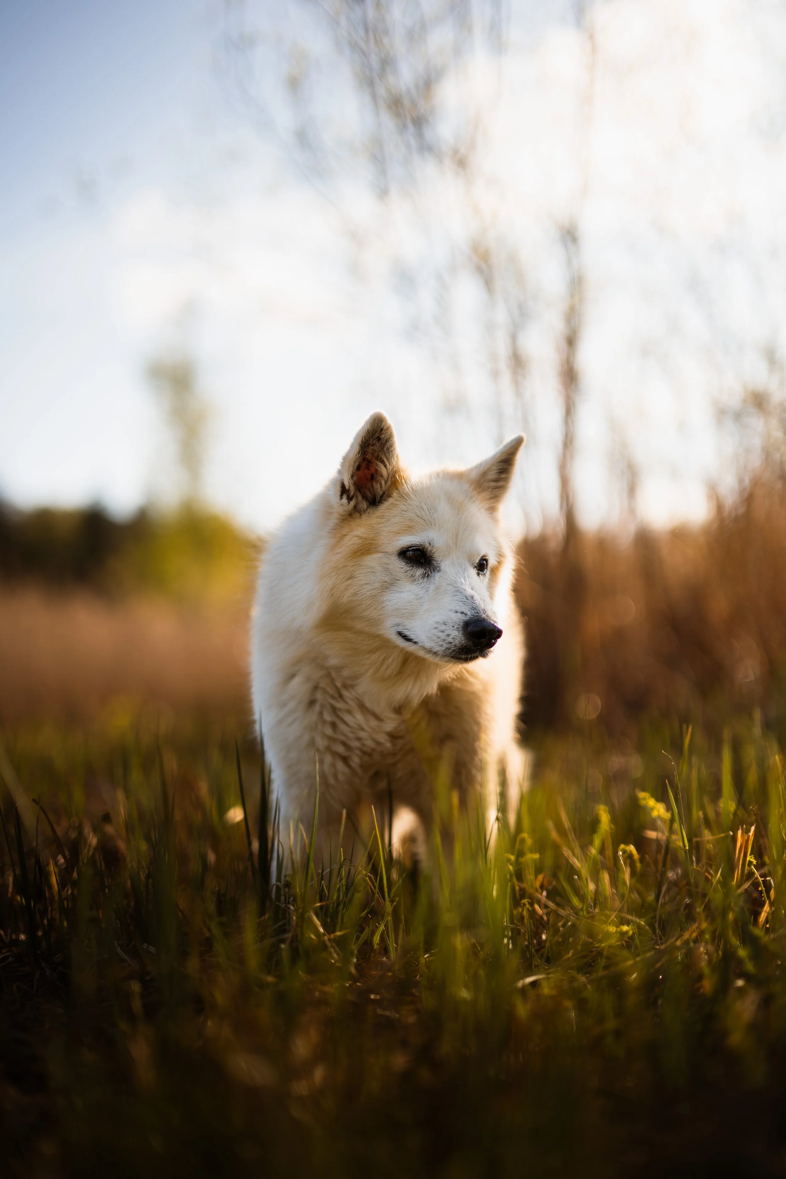 Ein weißer Hund läuft auf einer Wiese im Sonnenuntergang, im Hintergrund sind Bäume und ein blauer Himmel.