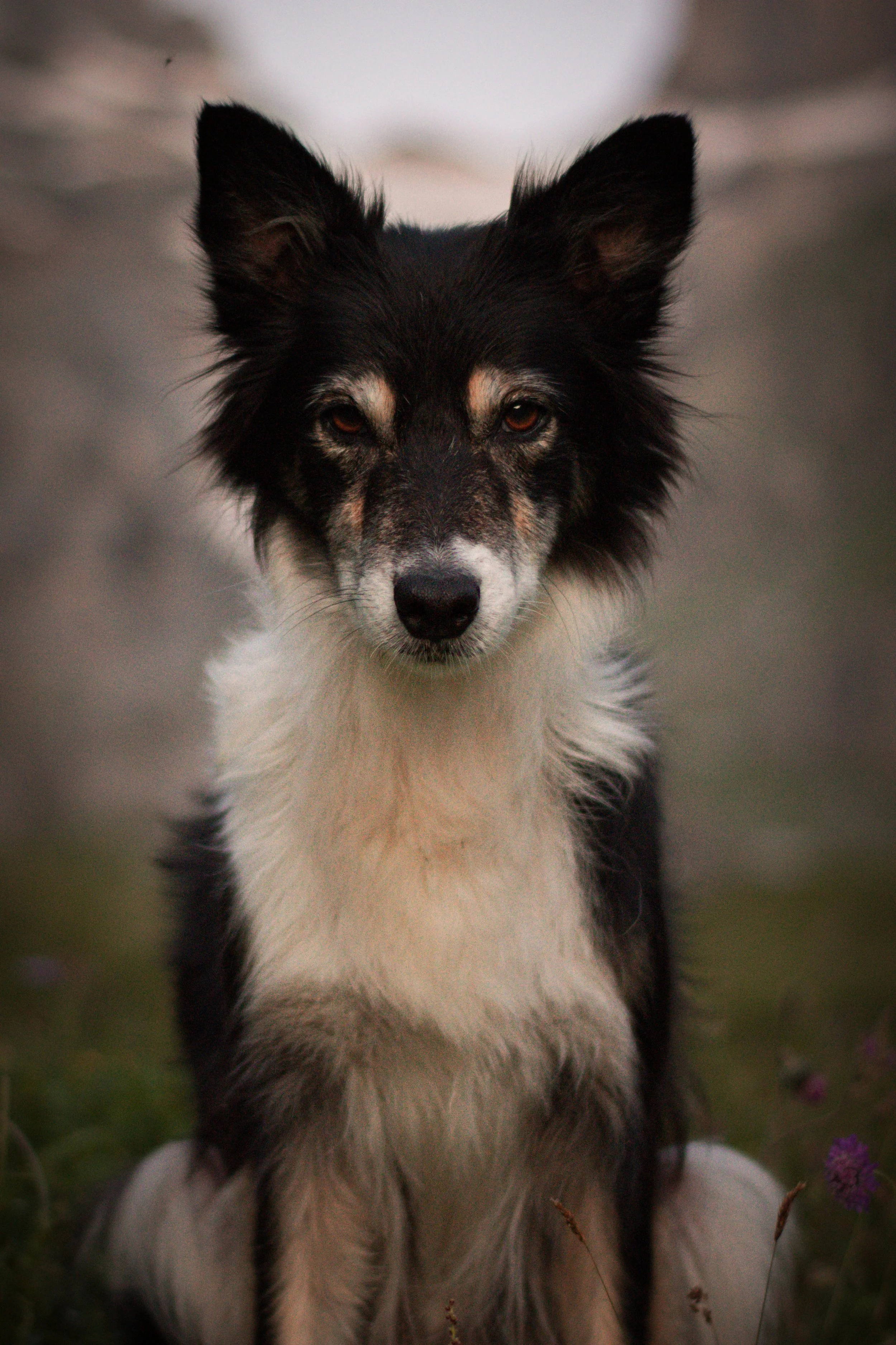 Ein Hund mit schwarzem, weißem und beigem Fell, der in einem natürlichen Umfeld steht, umgeben von kleinen violetten Blumen.