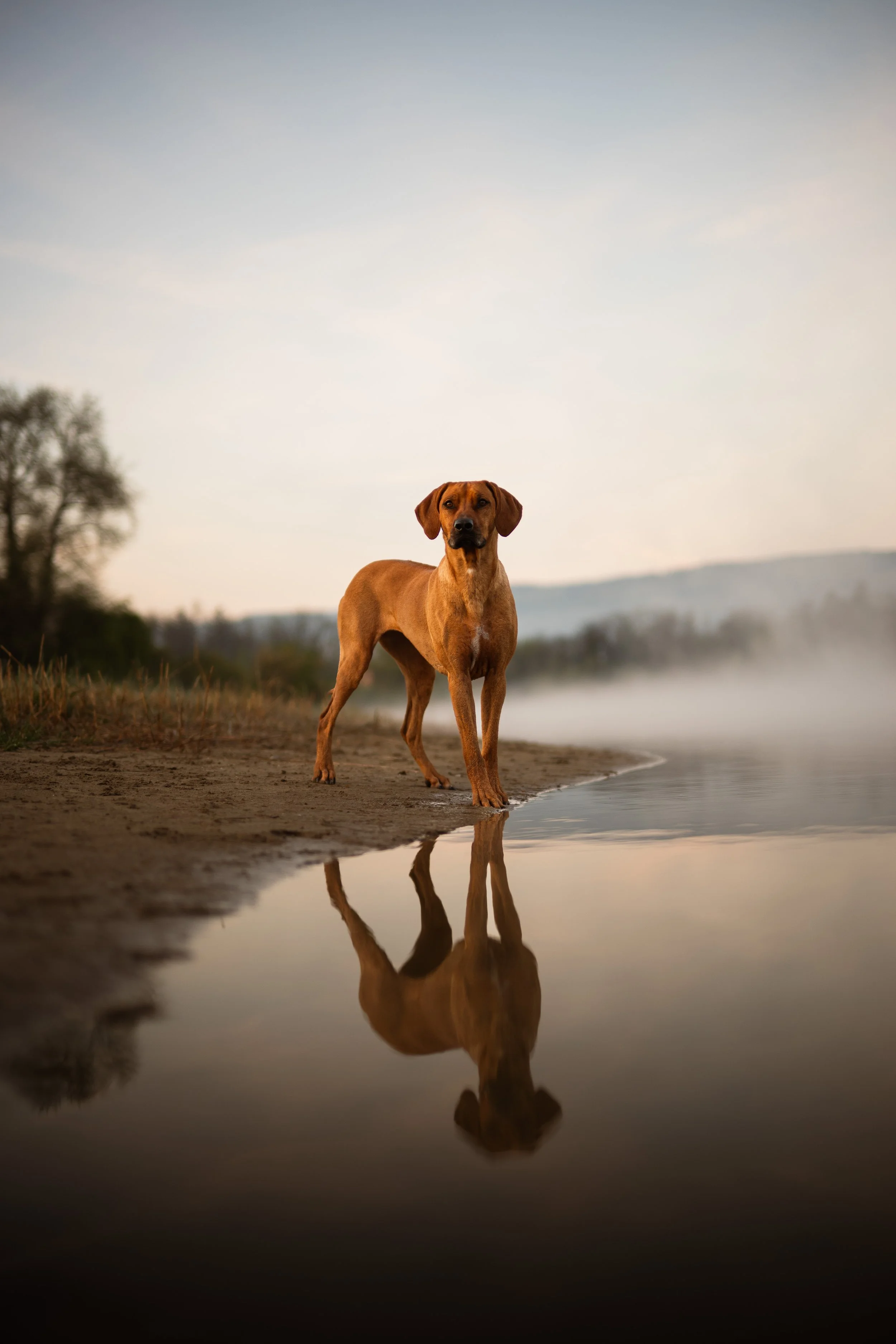 Was in diesem Bild zu sehen ist, ist ein brauner Hund, der am Ufer eines Sees steht, mit seinem Spiegelbild im Wasser. Die Umgebung wirkt ruhig und neblig, mit Bäumen im Hintergrund und einem Himmel bei Sonnenaufgang oder Sonnenuntergang.