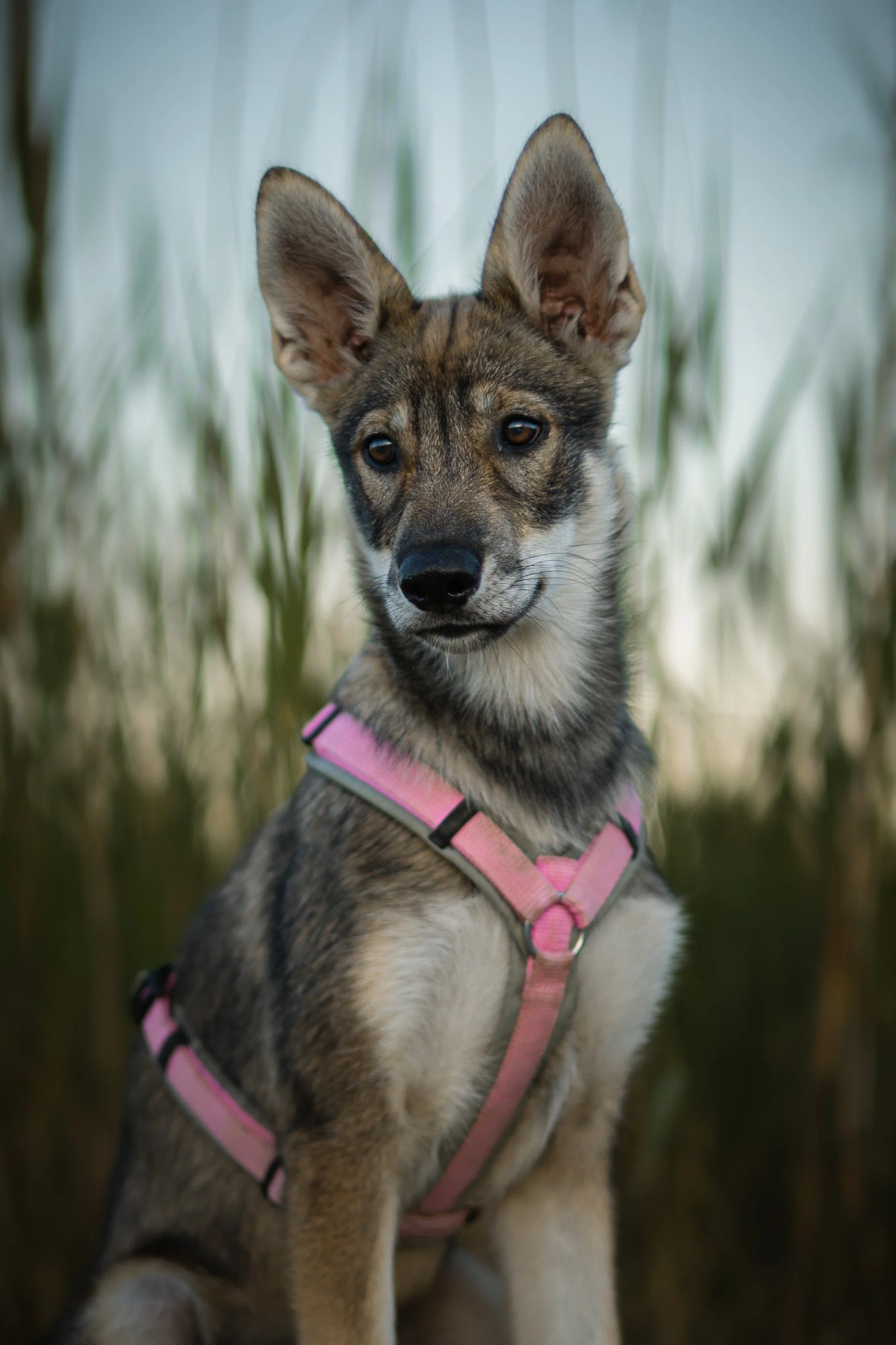 Ein junger Hund mit braunem und grauem Fell trägt ein pinkes Geschirr und sitzt zwischen hohen Gräsern.