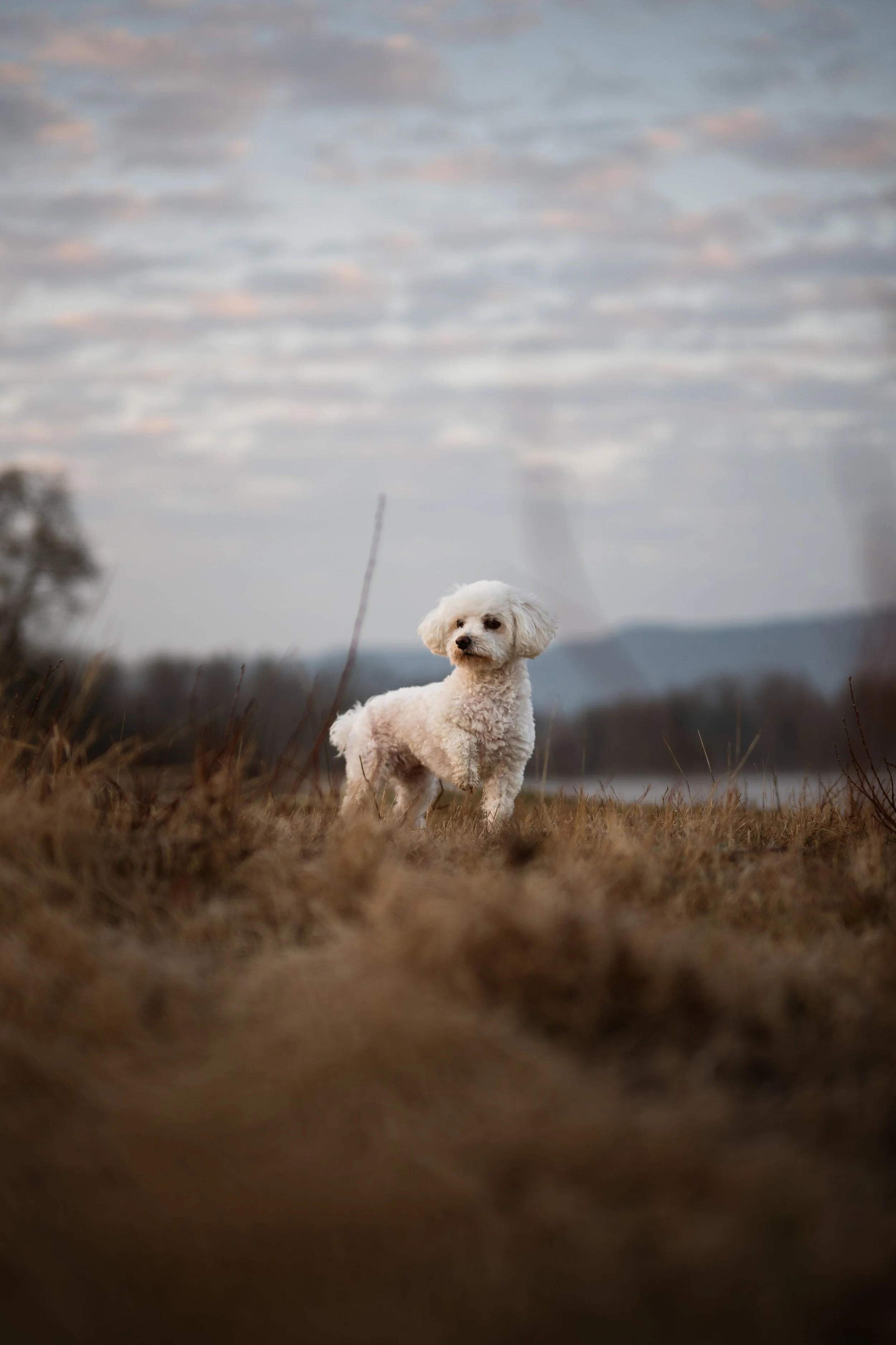 Ein weißer Hund steht auf einer Wiese bei Dämmerung, vor einem bewölkten Himmel und entfernten Bergen.