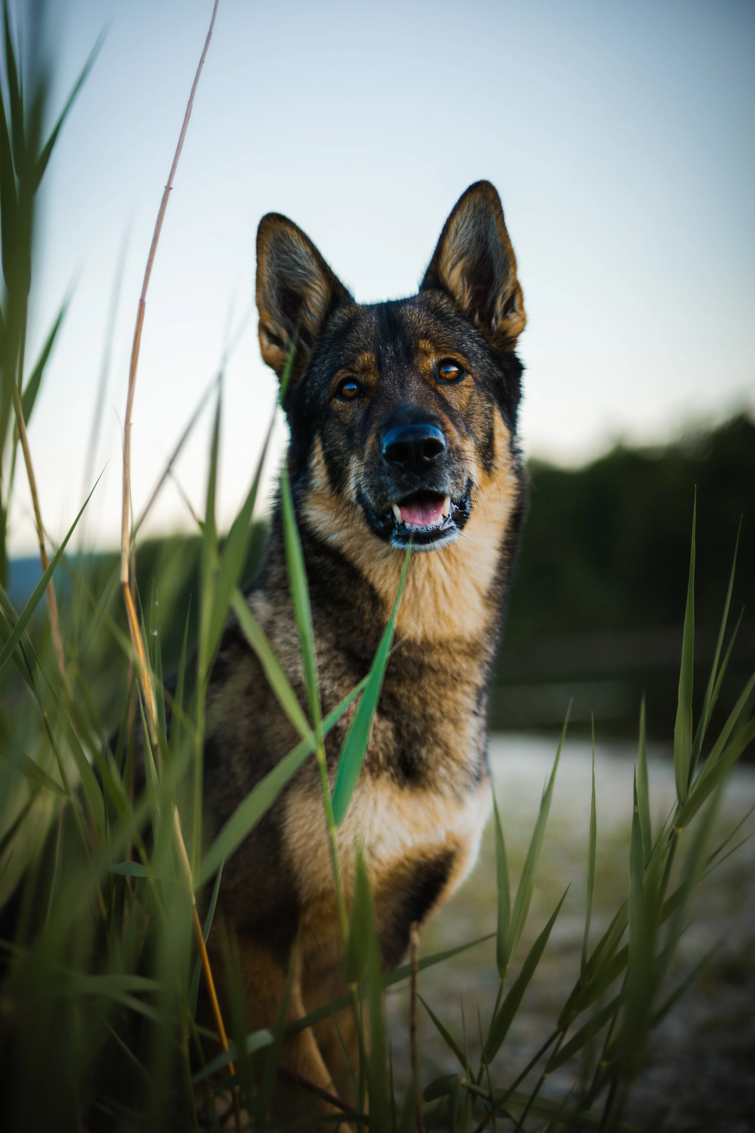 Ein Hund mit braun-schwarzem Fell und aufgestellten Ohren steht zwischen langen Gräsern am Wasser, Blick nach vorne, bei Dämmerung oder Sonnenuntergang.