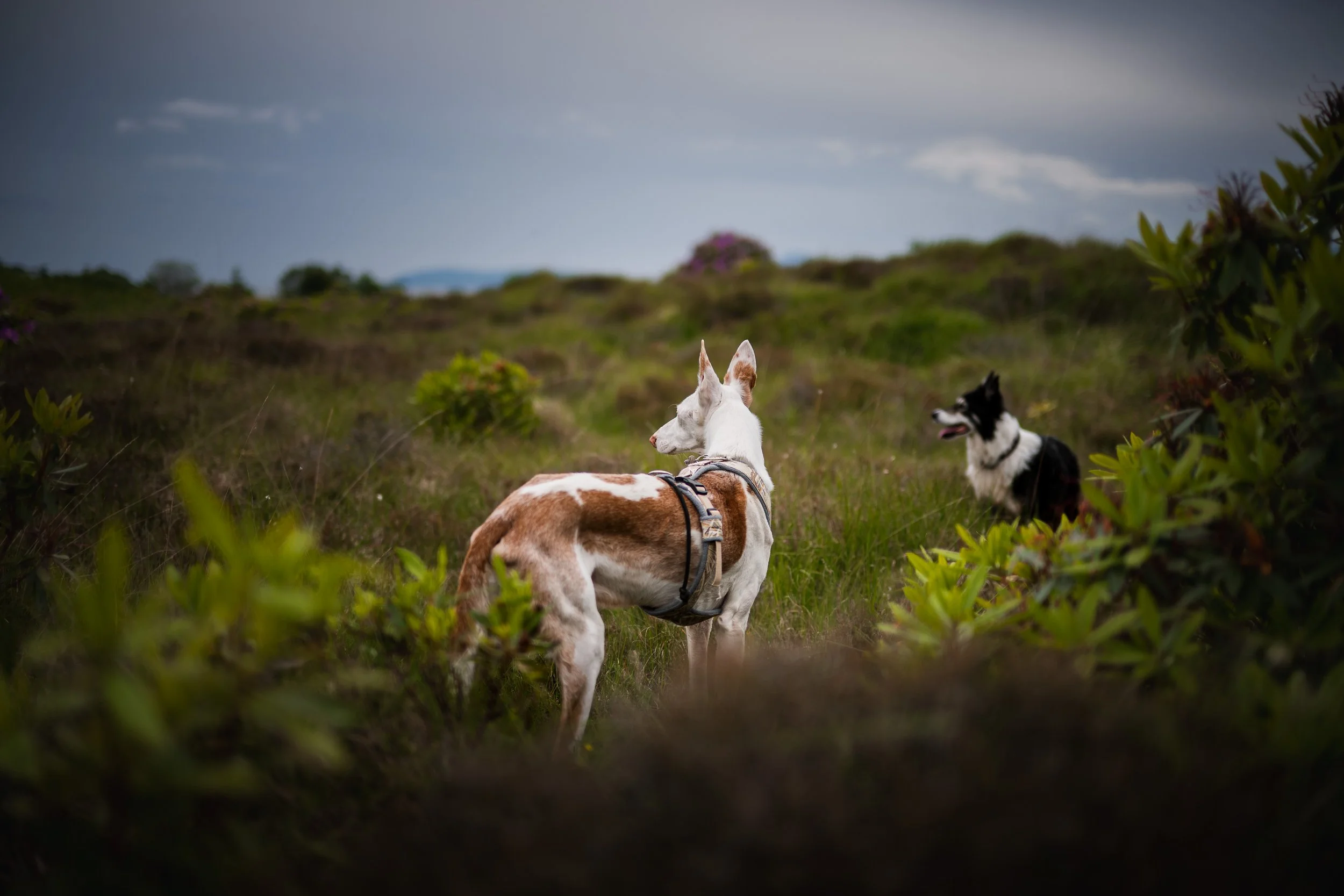 Zwei Hunde in einer grünen, hügeligen Landschaft unter bewölktem Himmel, mit einer Pinkblumenbush in der Ferne.