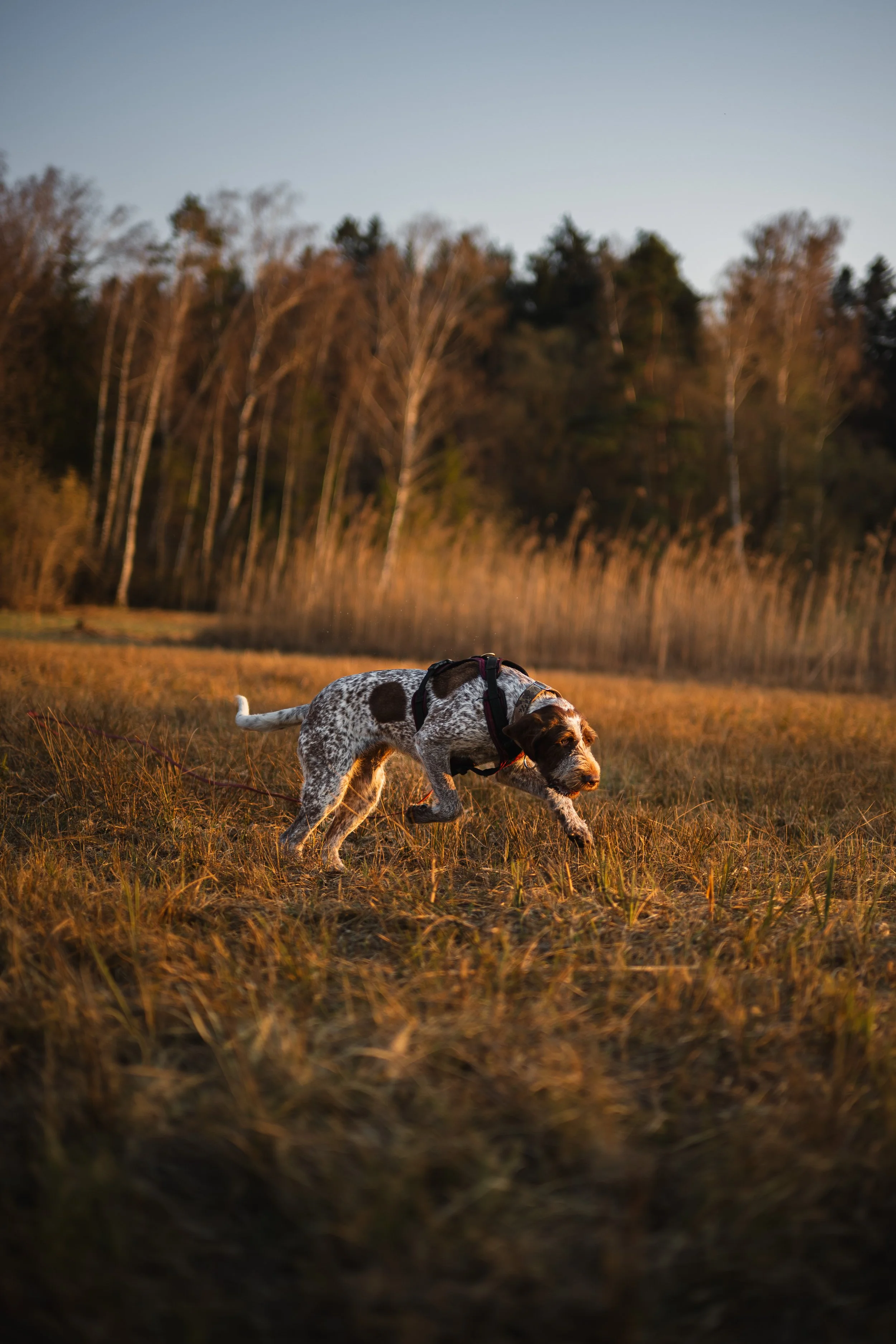 Hund läuft über eine Wiese im Sonnenuntergang, mit einem Baumhintergrund, im Freien.