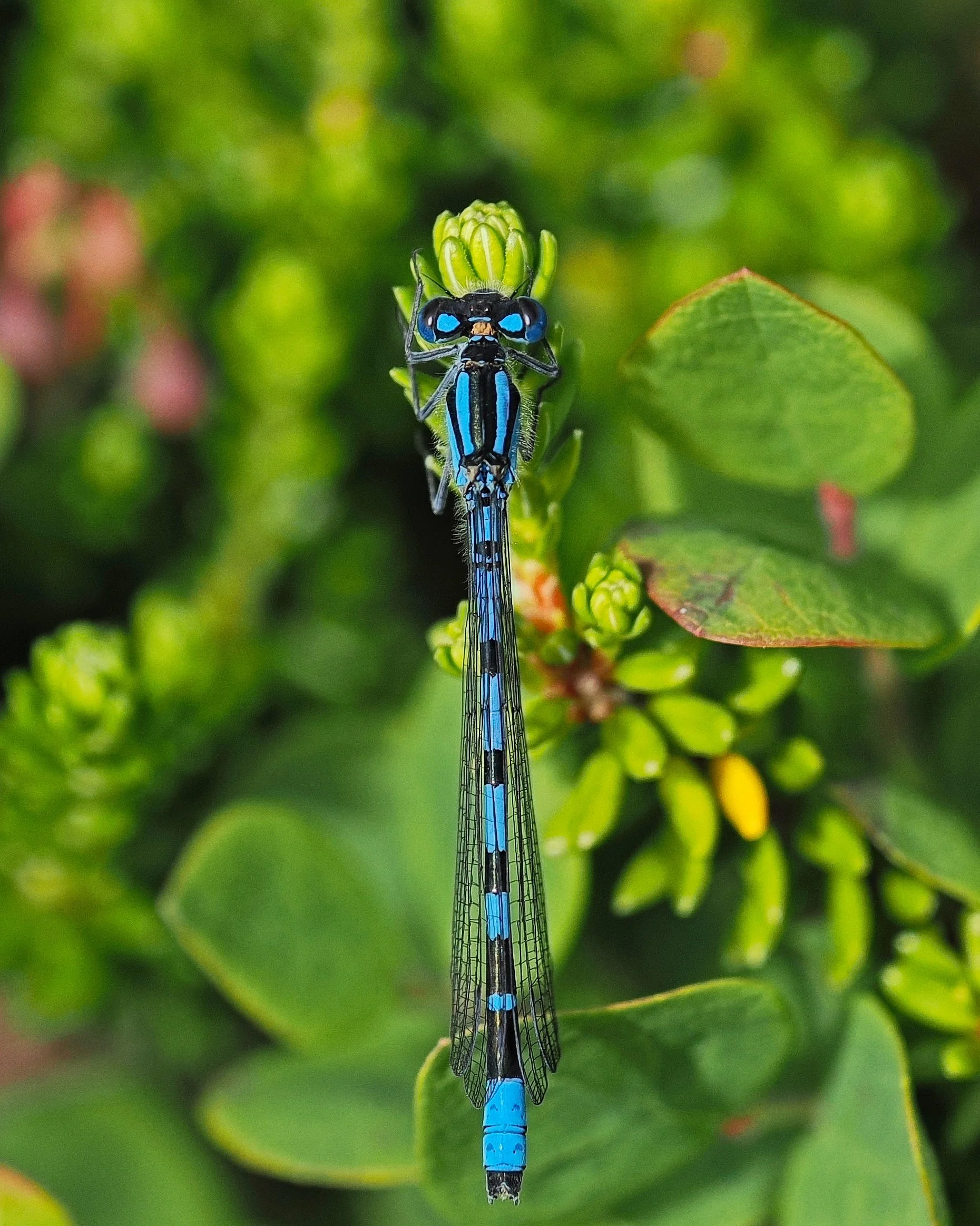 Blå vannymfe (Coenagrion)