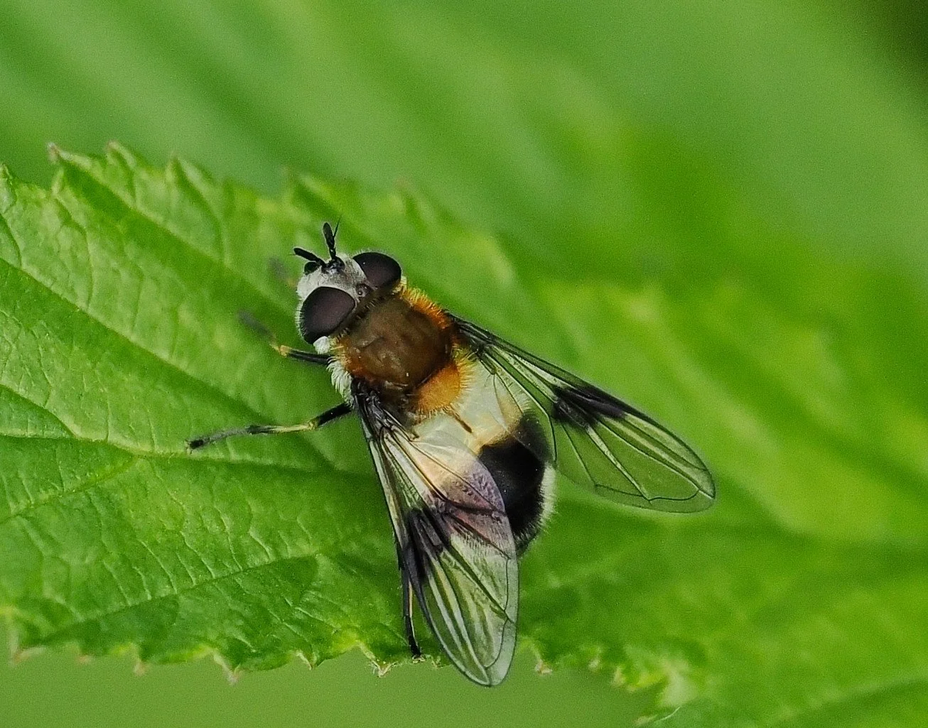 blomsterflue (Syrphidae) 
En flue som etterligner humler eller bier.