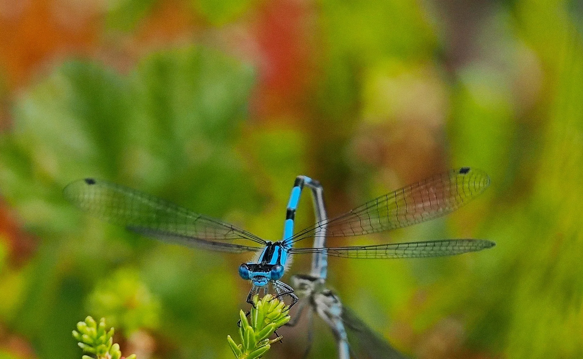 Blå vannymfe (Coenagrion)