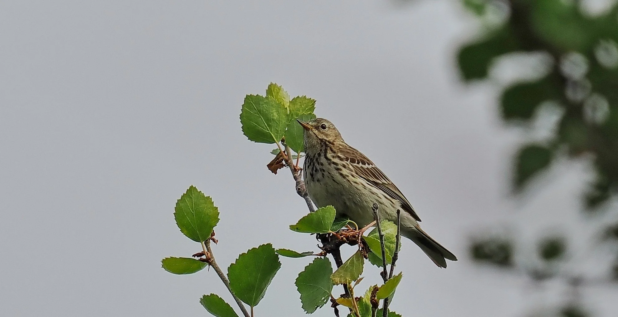 Heipiplerke (Anthus pratensis)

En av de vanligste fuglene på myrer og fjellvidder i Finnmark. 