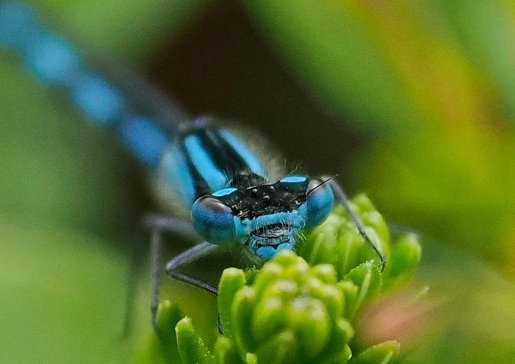 Blå vannymfe (Coenagrion)