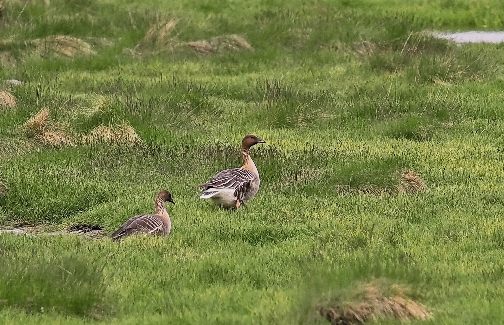 Kortnebbgås (Anser brachyrhynchus) 