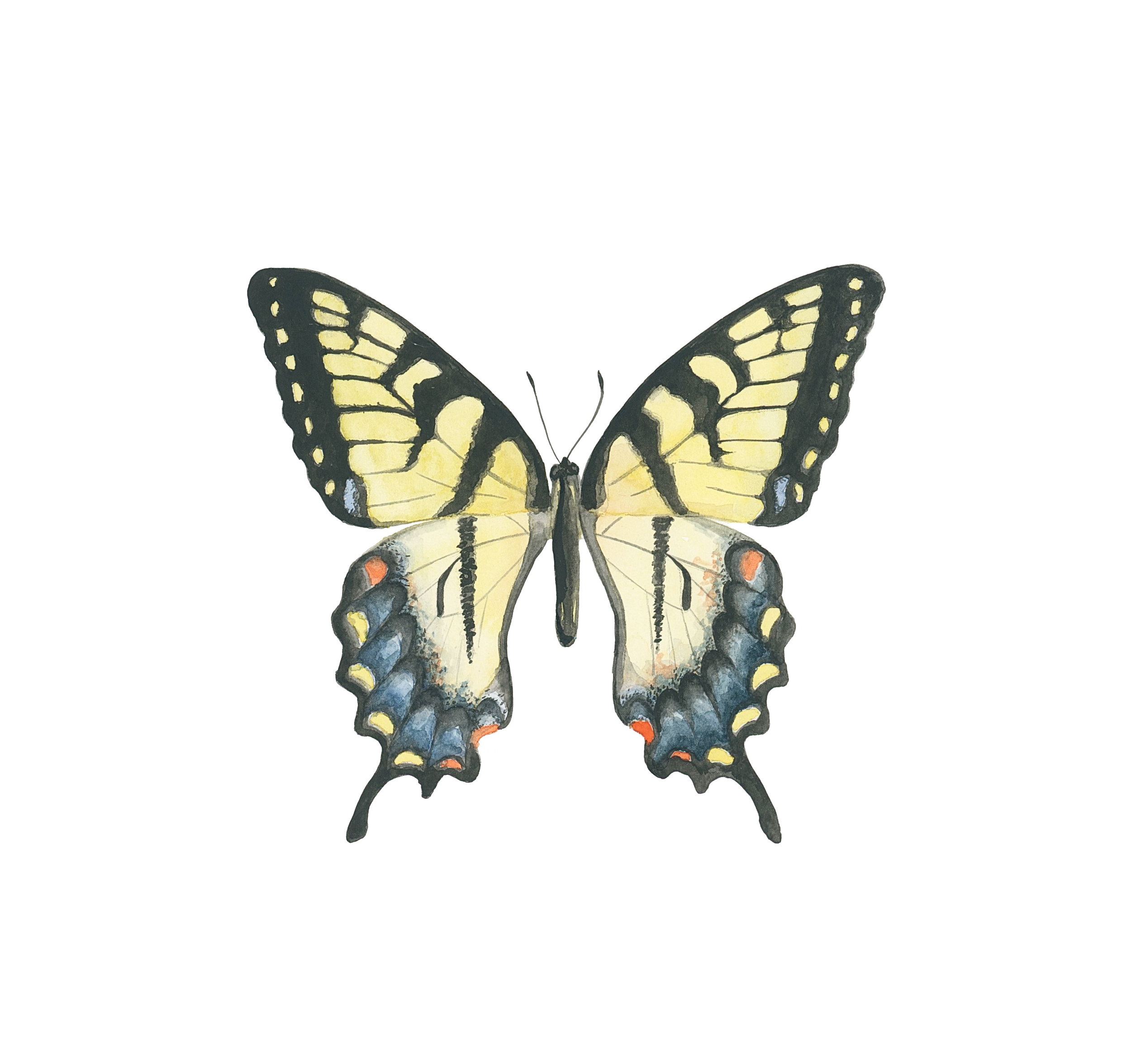 butterfly_2.png