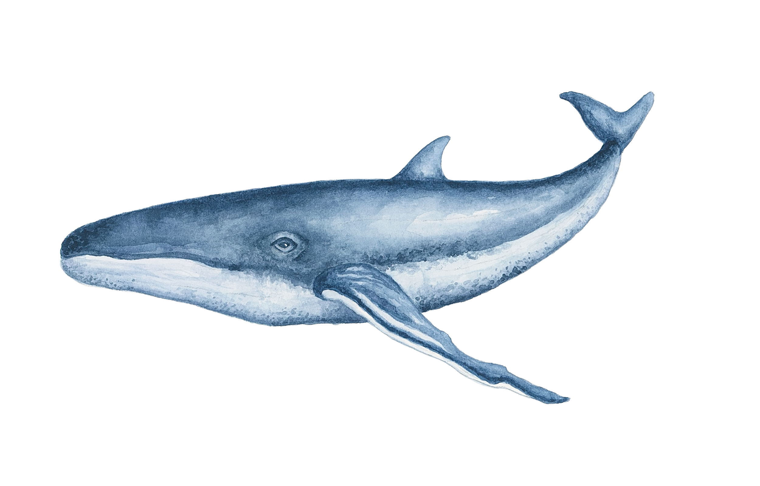 whale.png