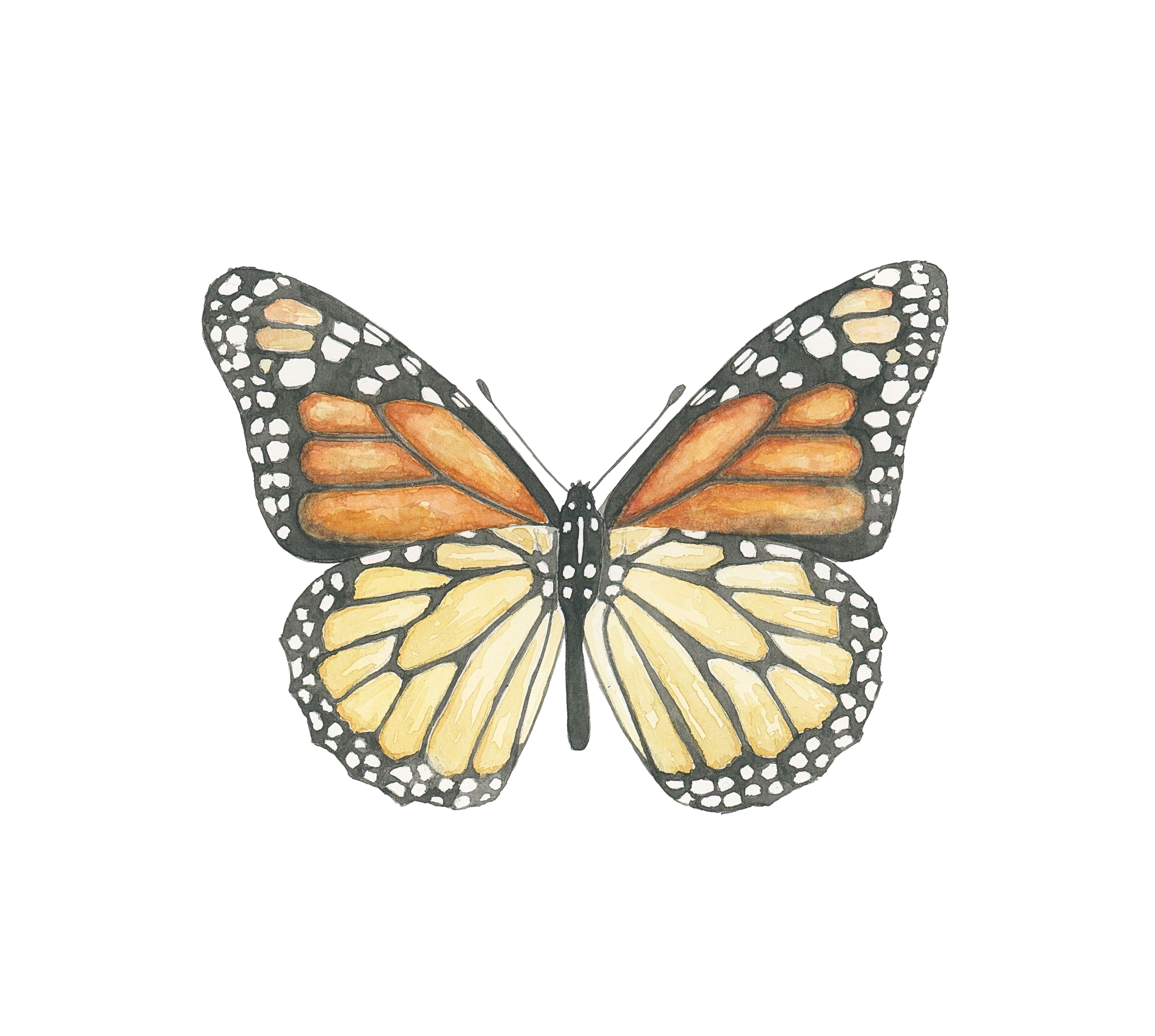 butterfly_1.png