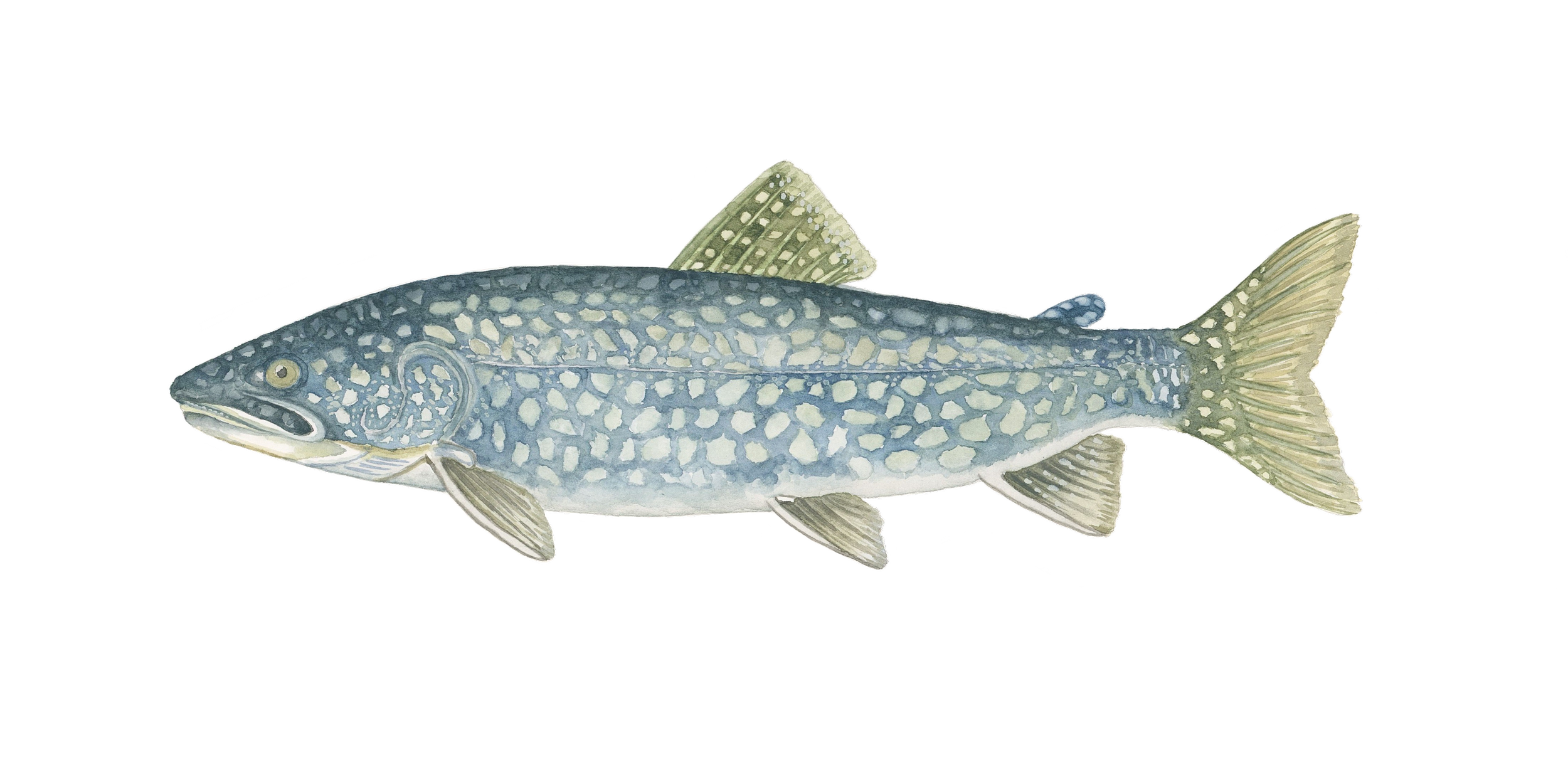 Lake_trout.png