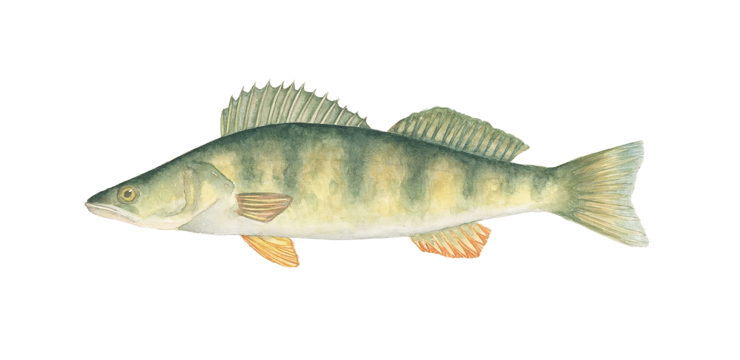 perch.png