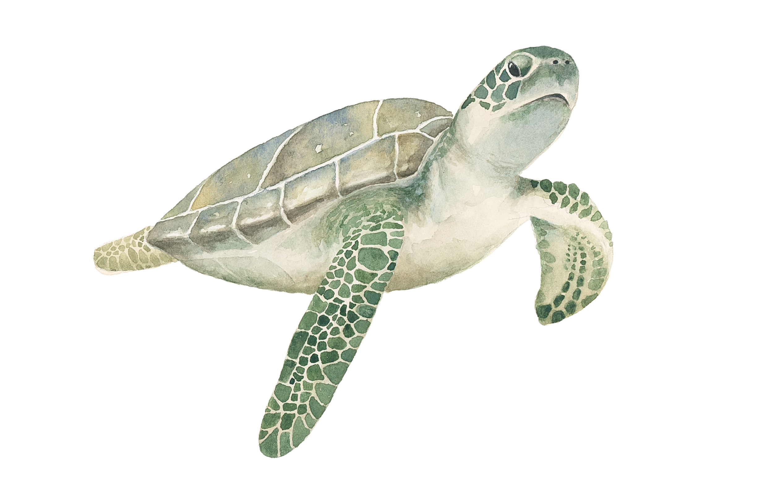 turtle.png