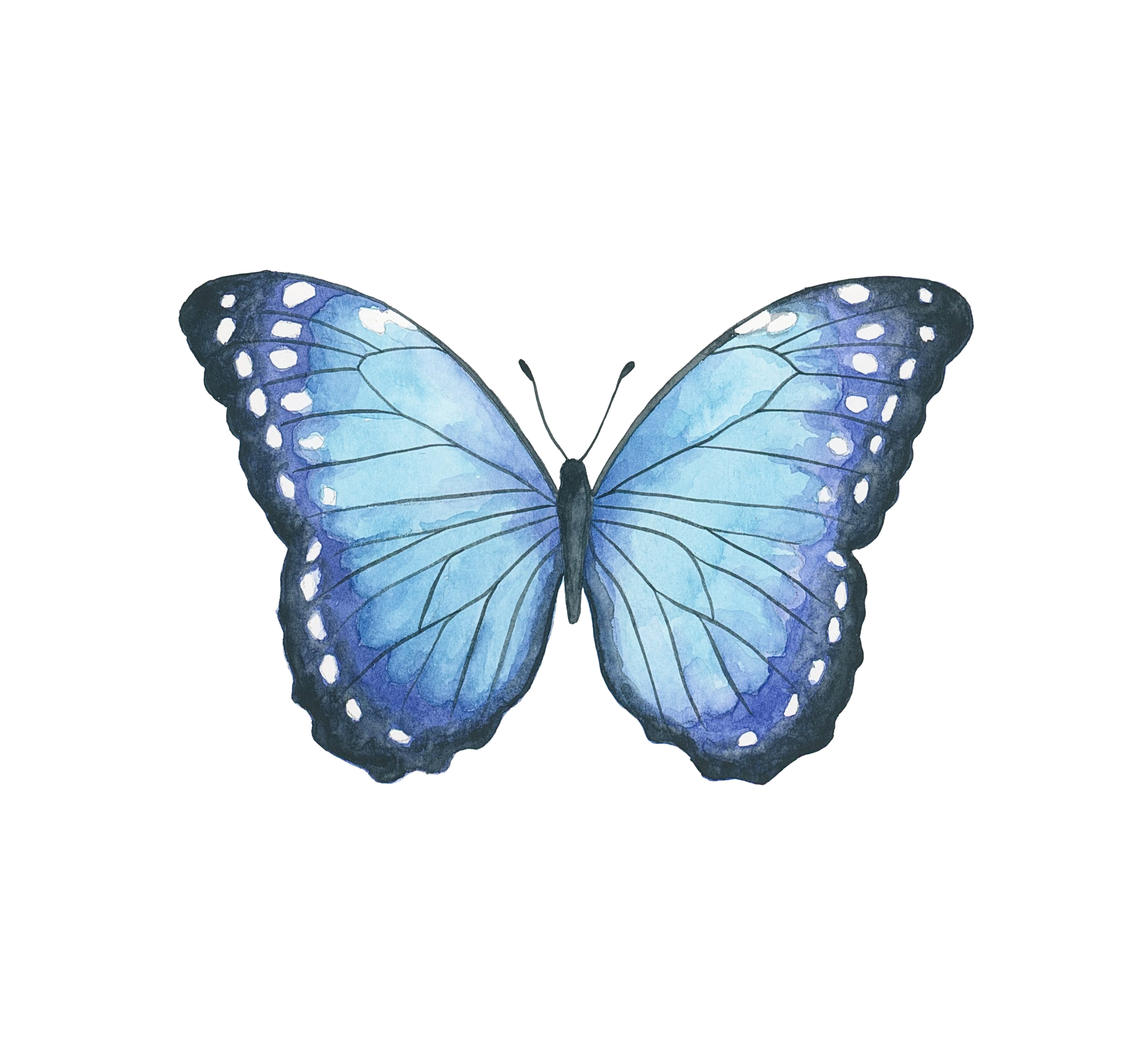 butterfly_3.png