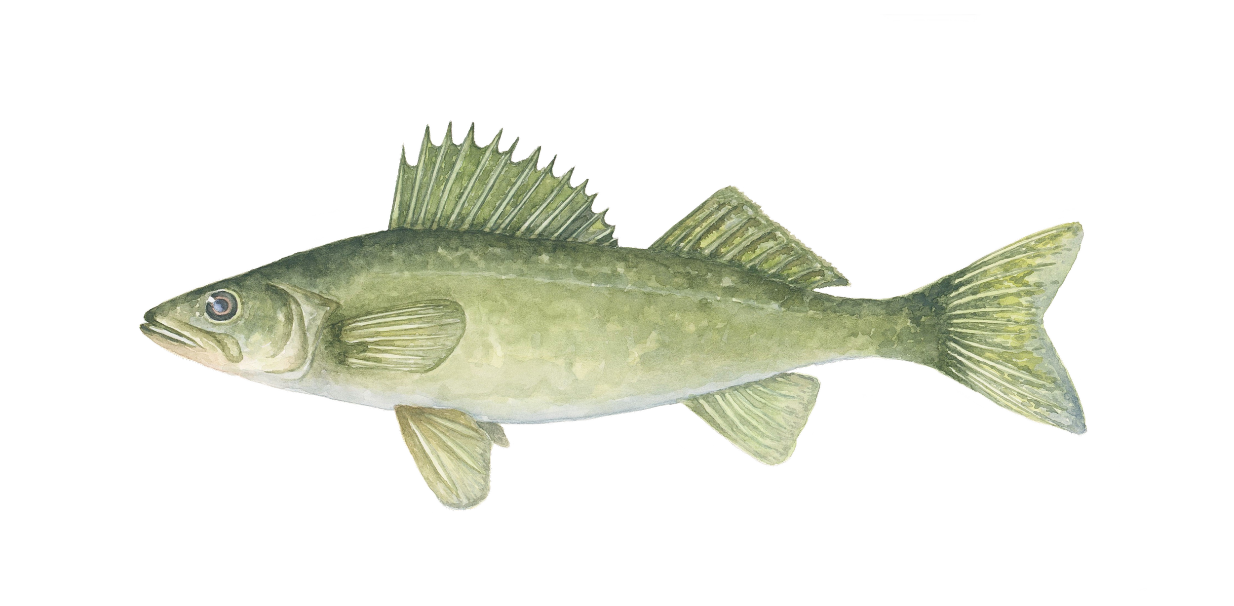 bass.png