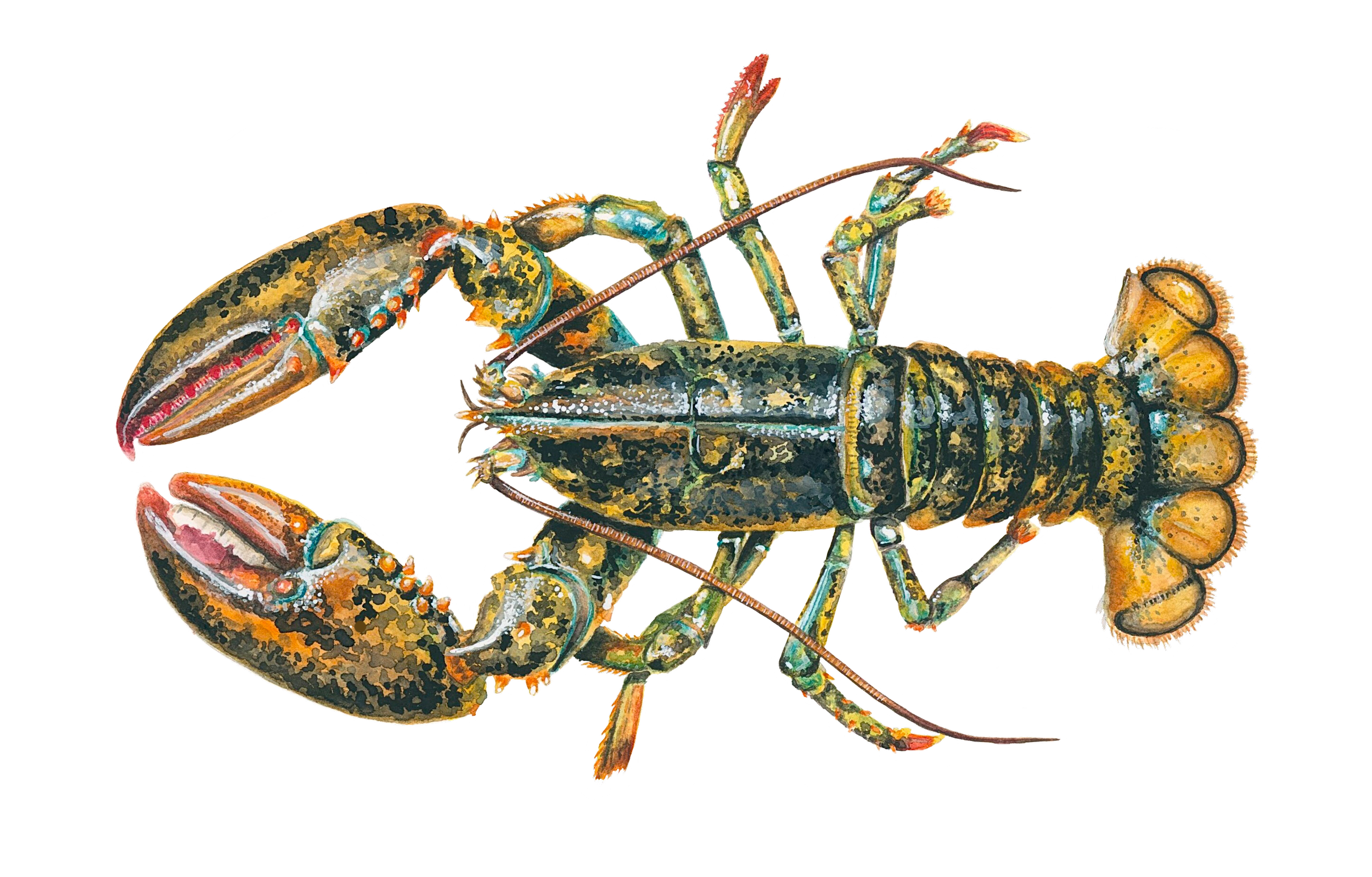 lobster_highlights_(6).png