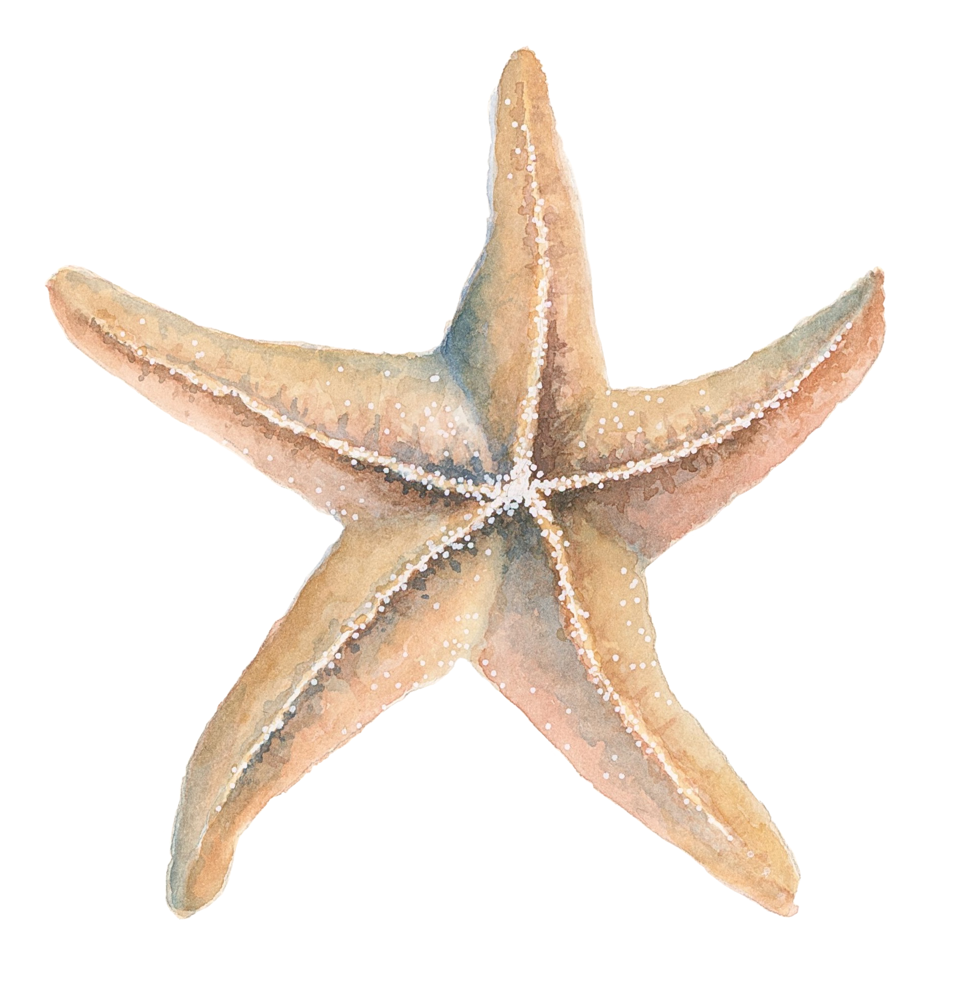 starfish_coral 1.png