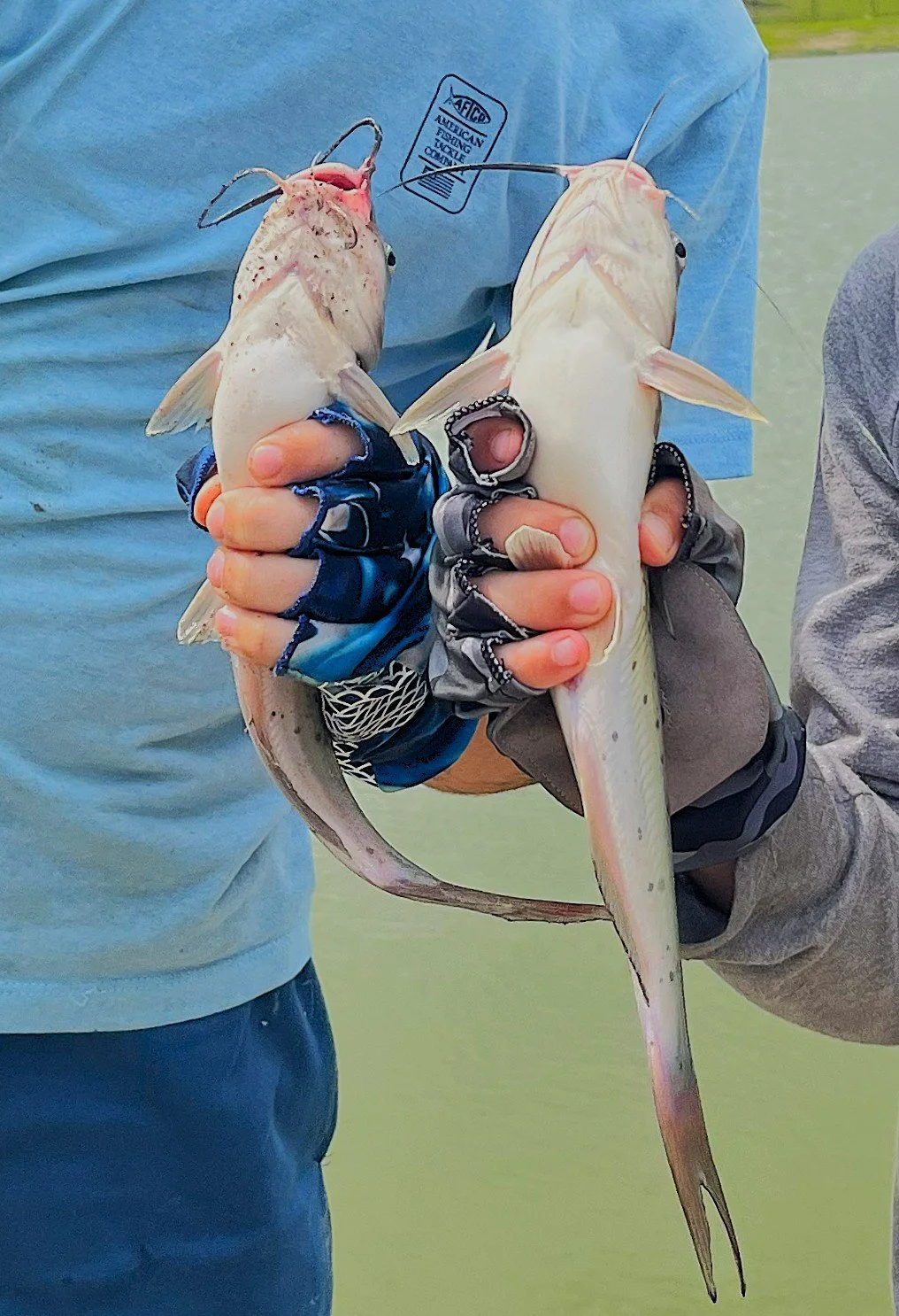Catfish Level
