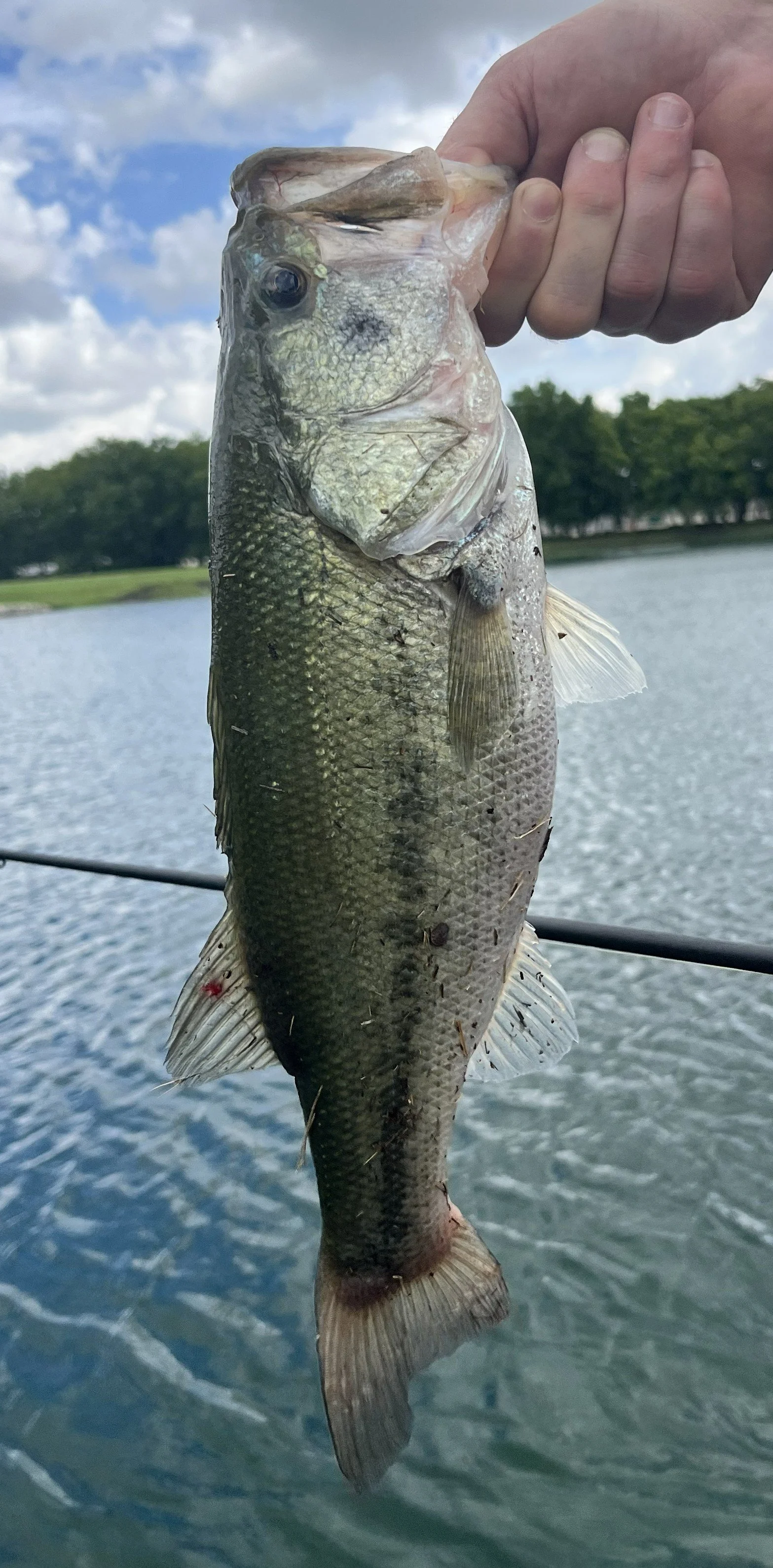 A person holding a largemouth bass fish in a pond with a cloudy sky and trees in the background.