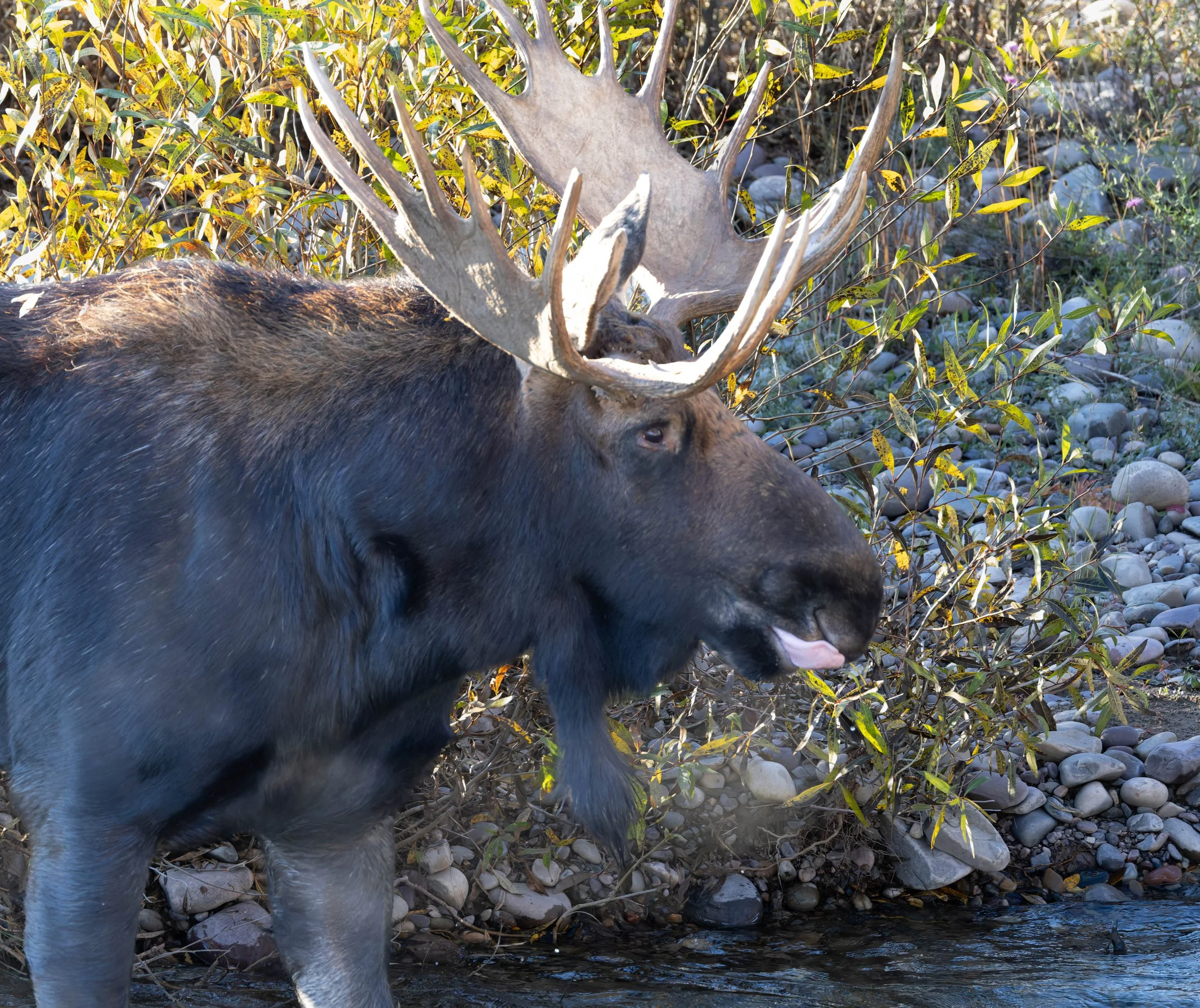 moose_fb 3.jpg