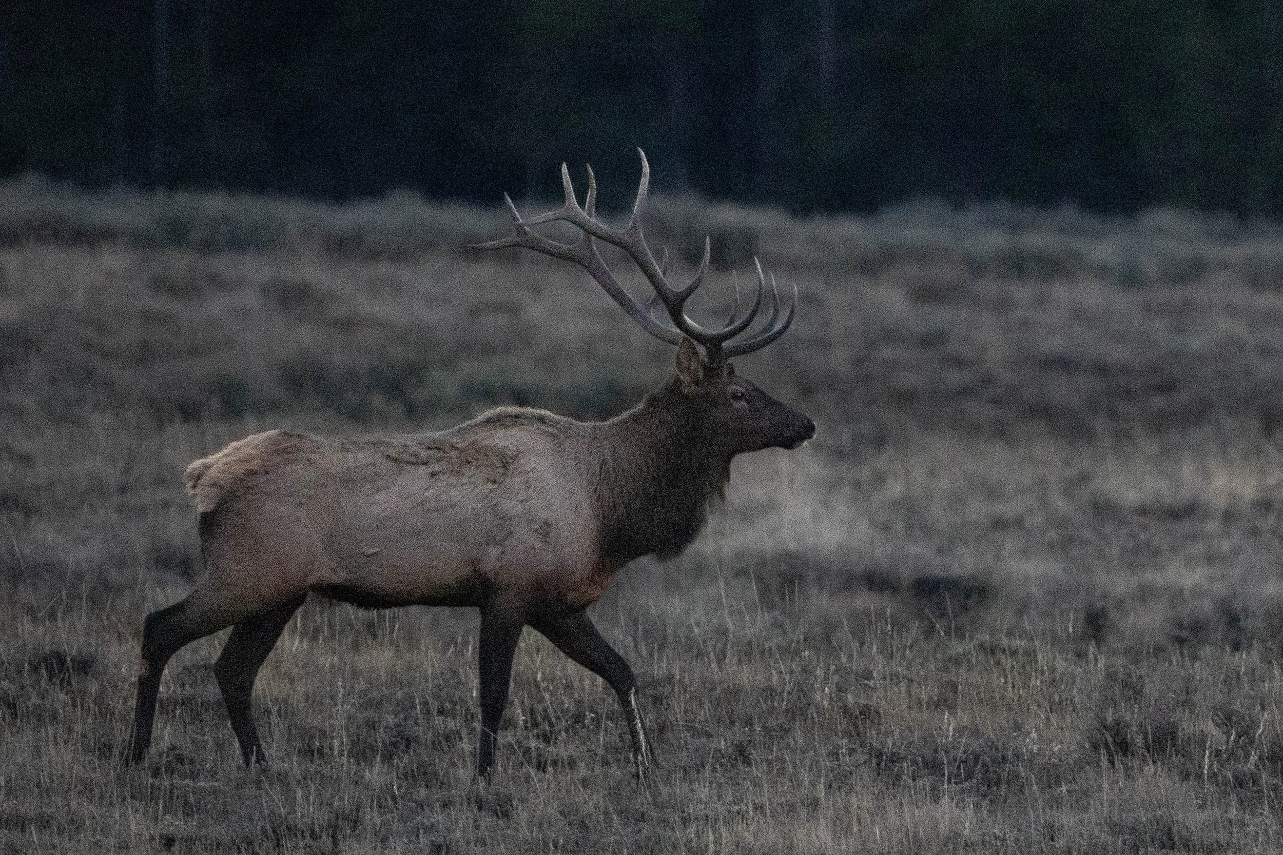 elk with breath.jpg