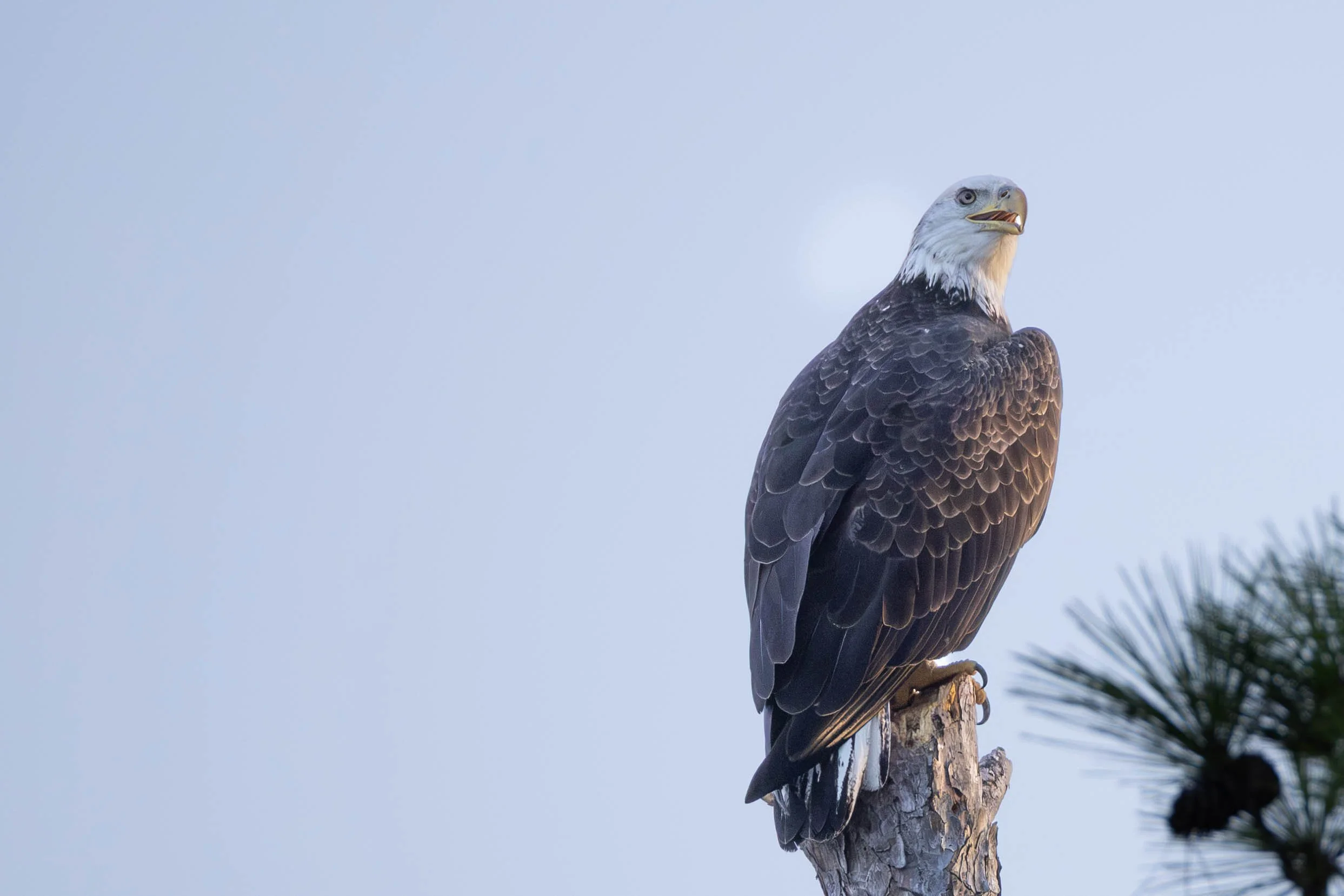 perched eagle_921.jpg
