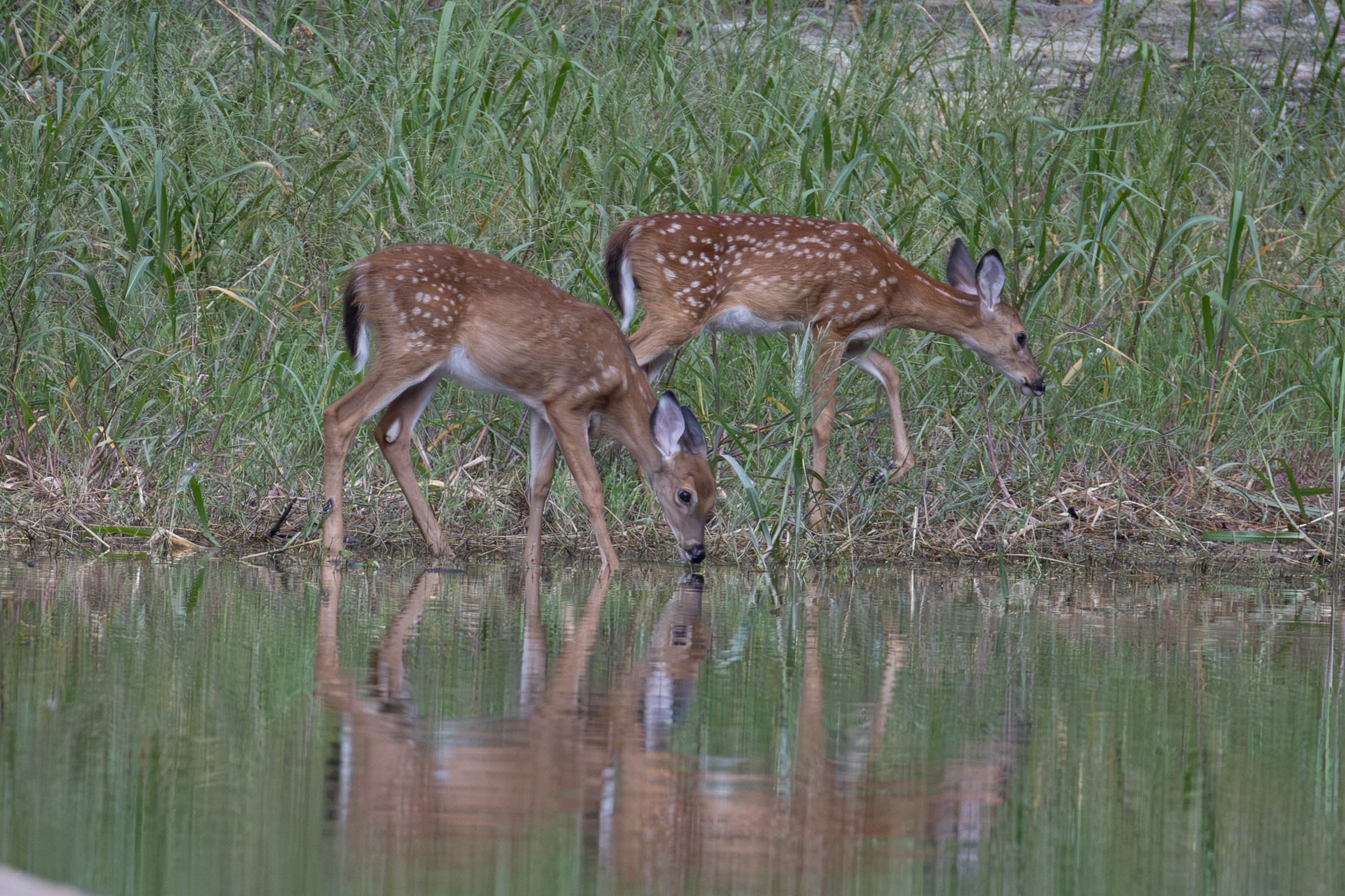 fawns .jpg