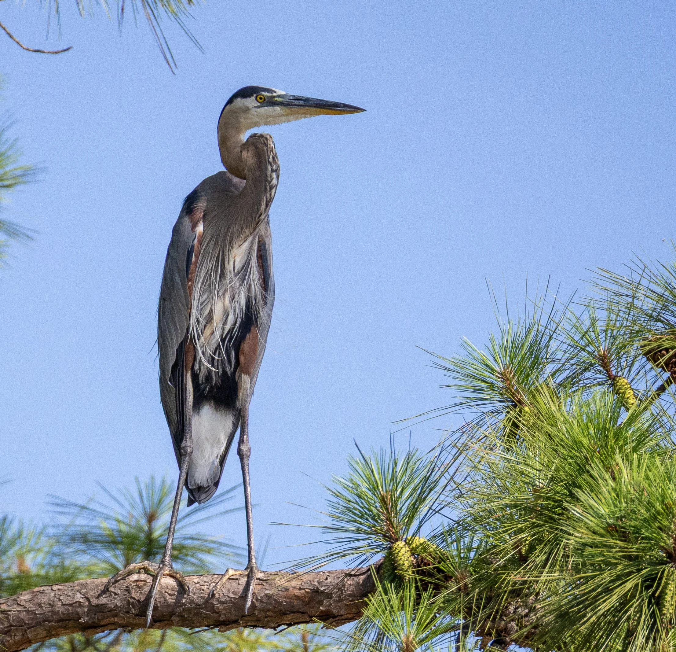 heron_perched.jpg