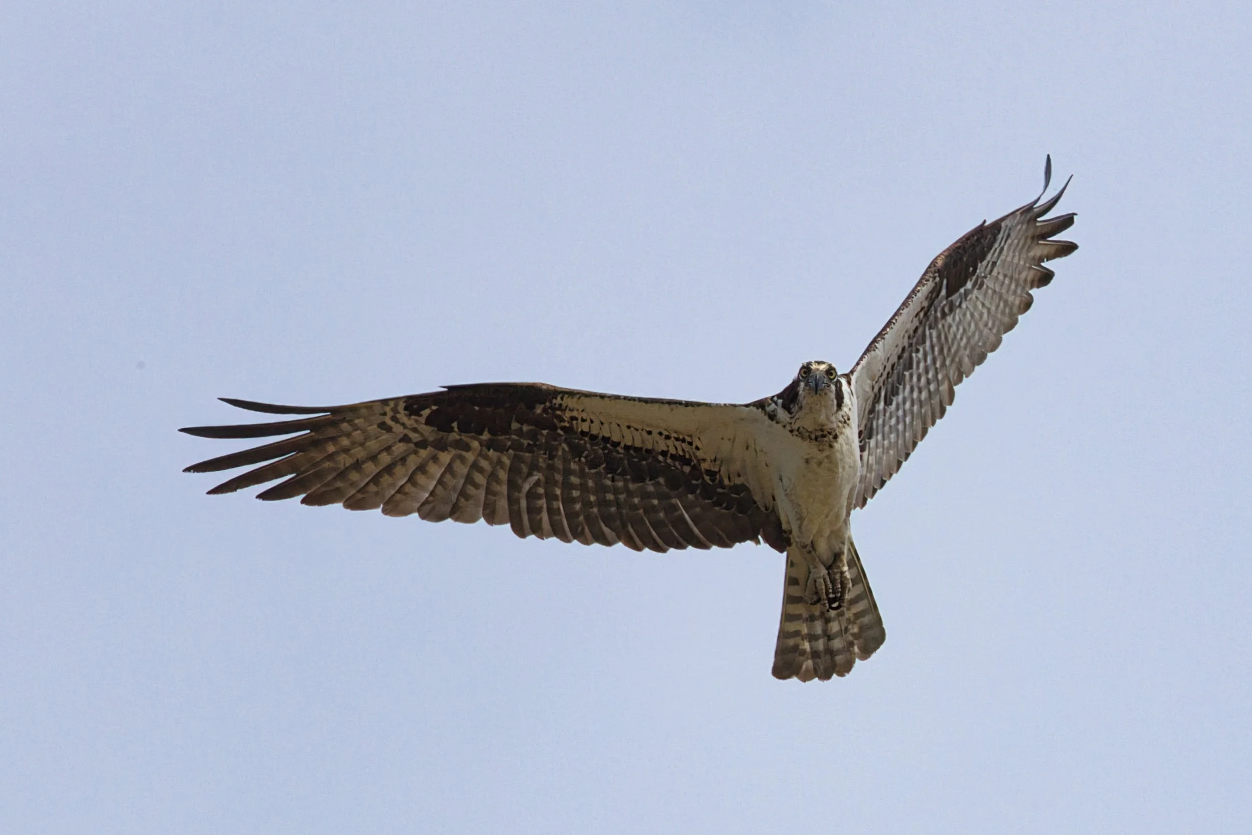Osprey wing spread best.jpeg