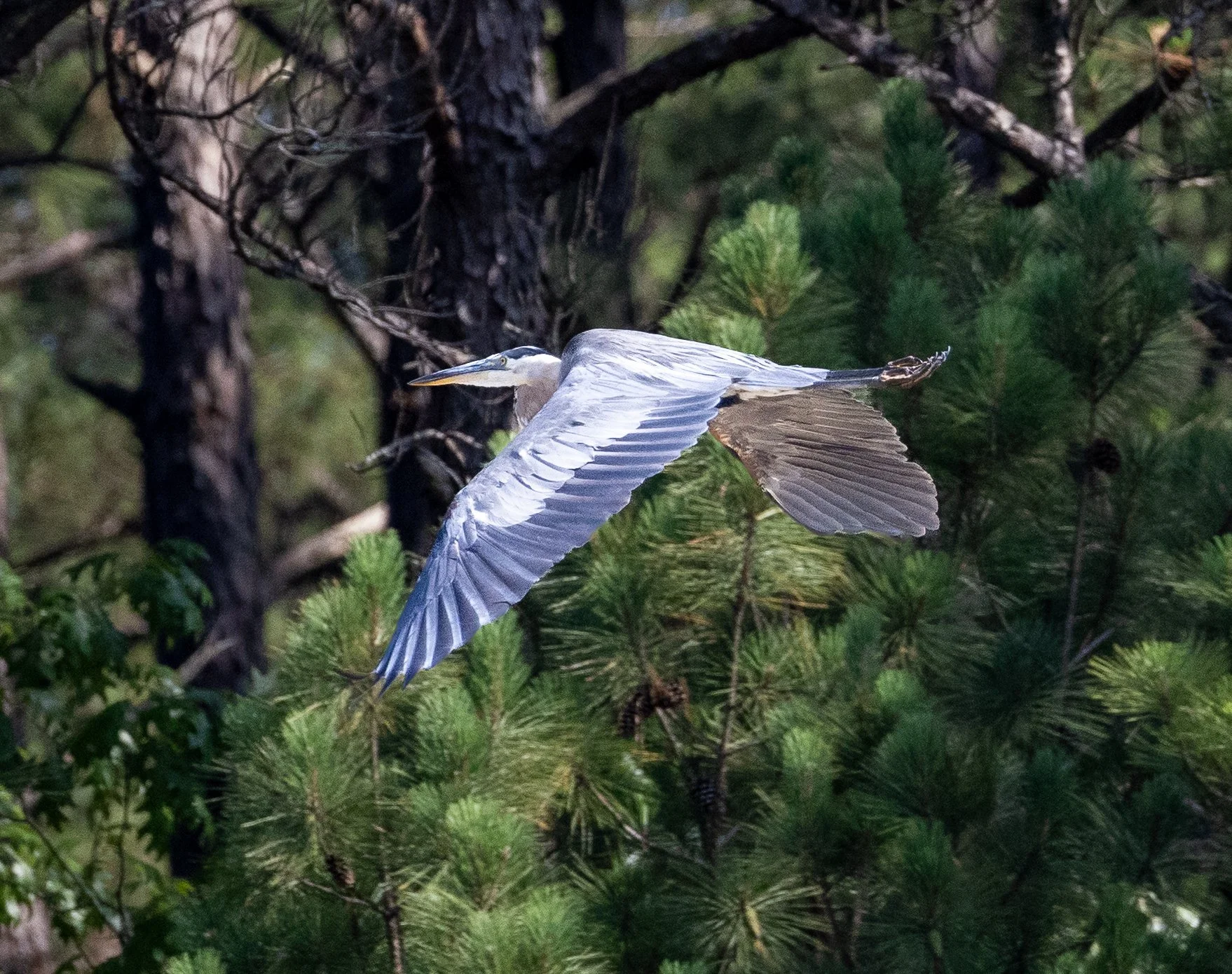 blue heron_flight 1.jpg